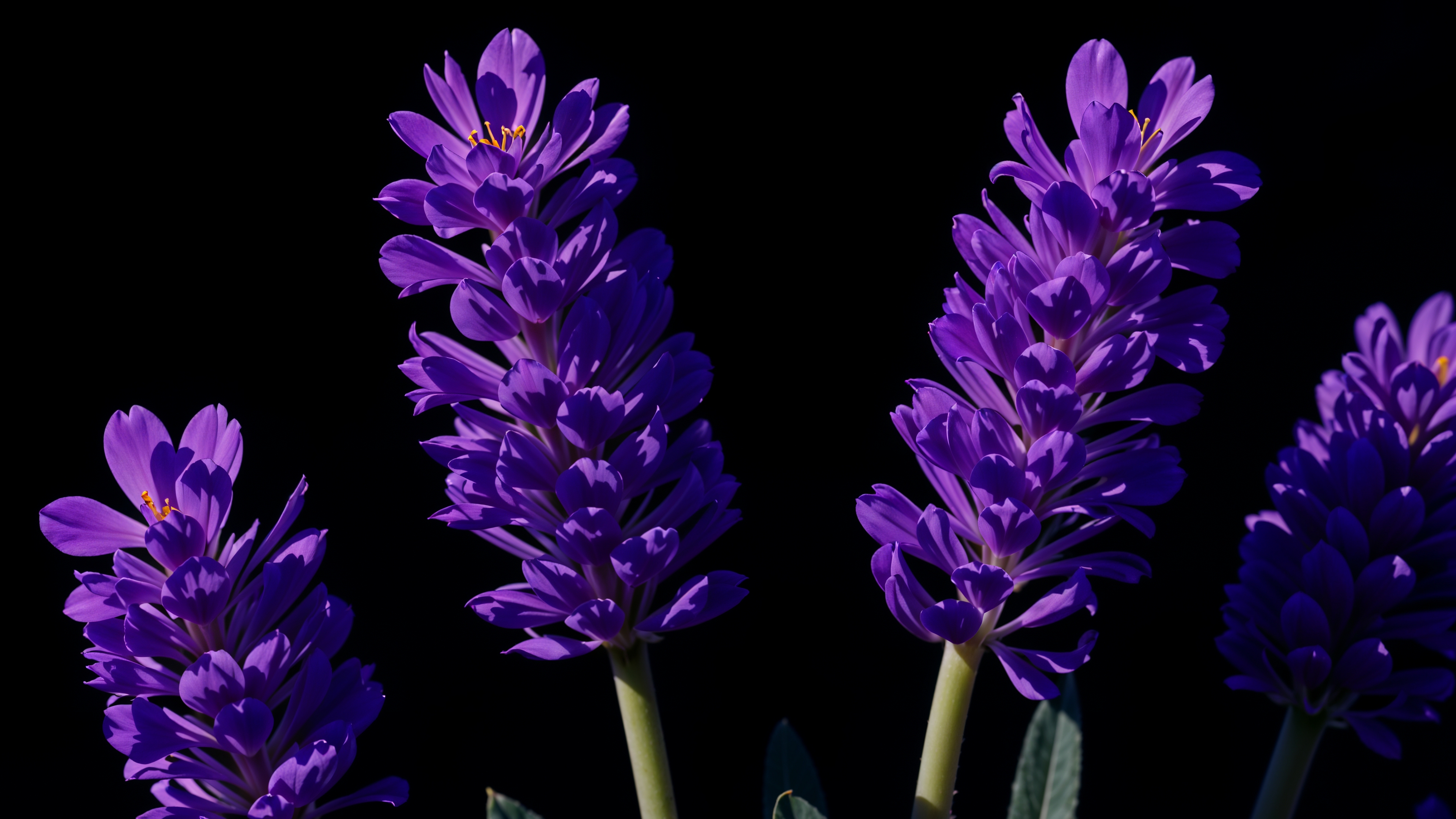 Free photo Lavender at close range