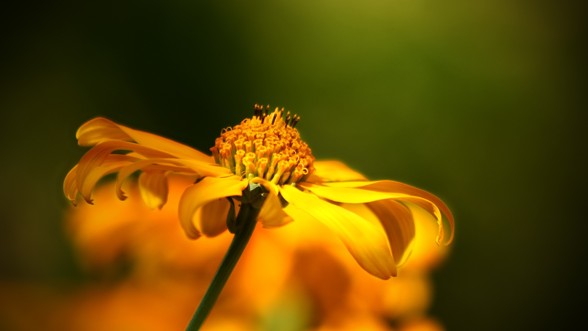 Wallpapers nature flower plant on the desktop