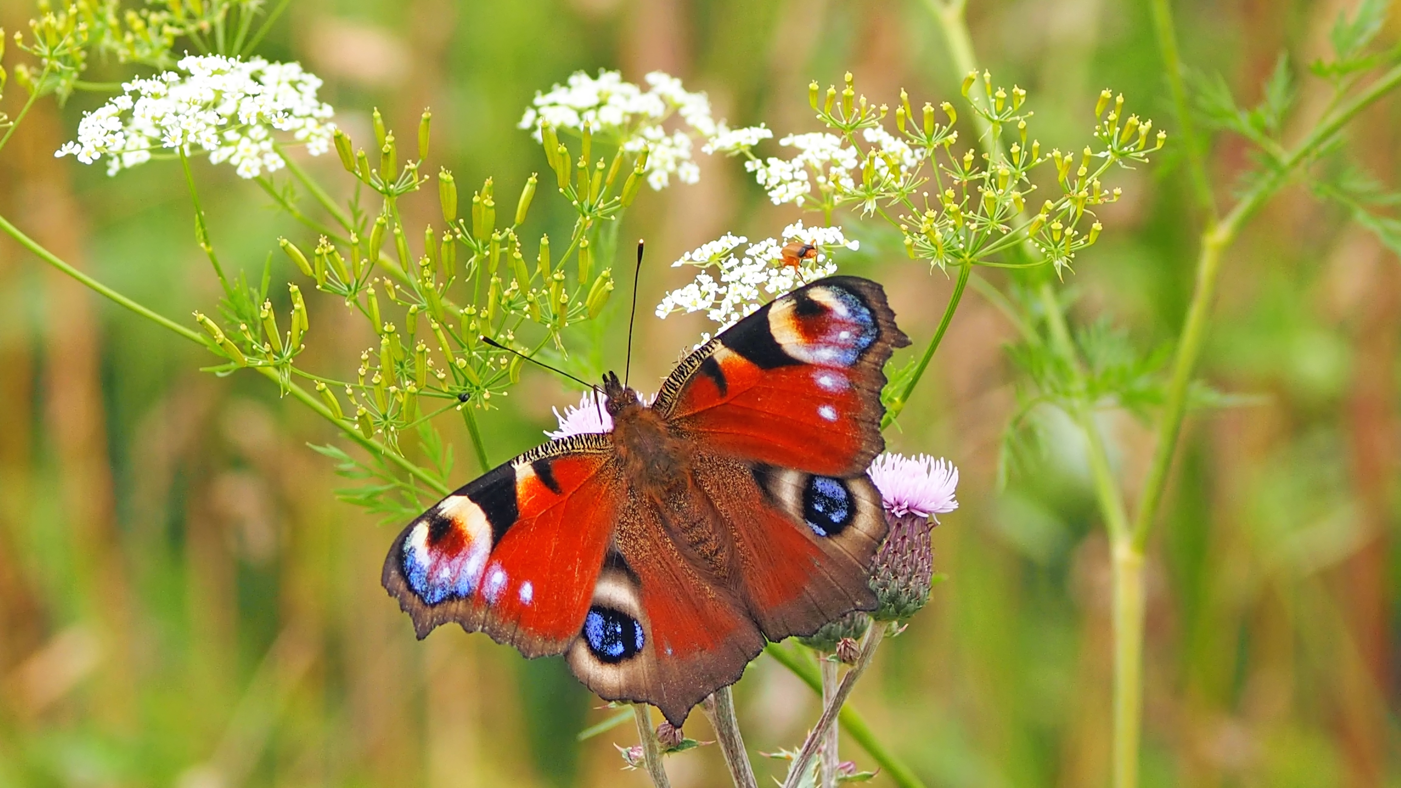 Free photo A red butterfly on green grass.