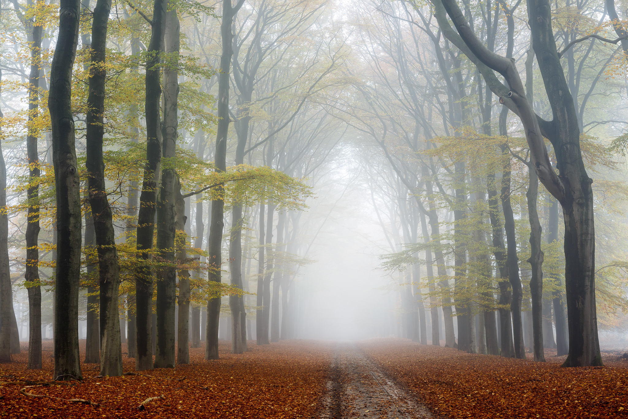 Обои опавшие листья туман в лесу дорога на рабочий стол