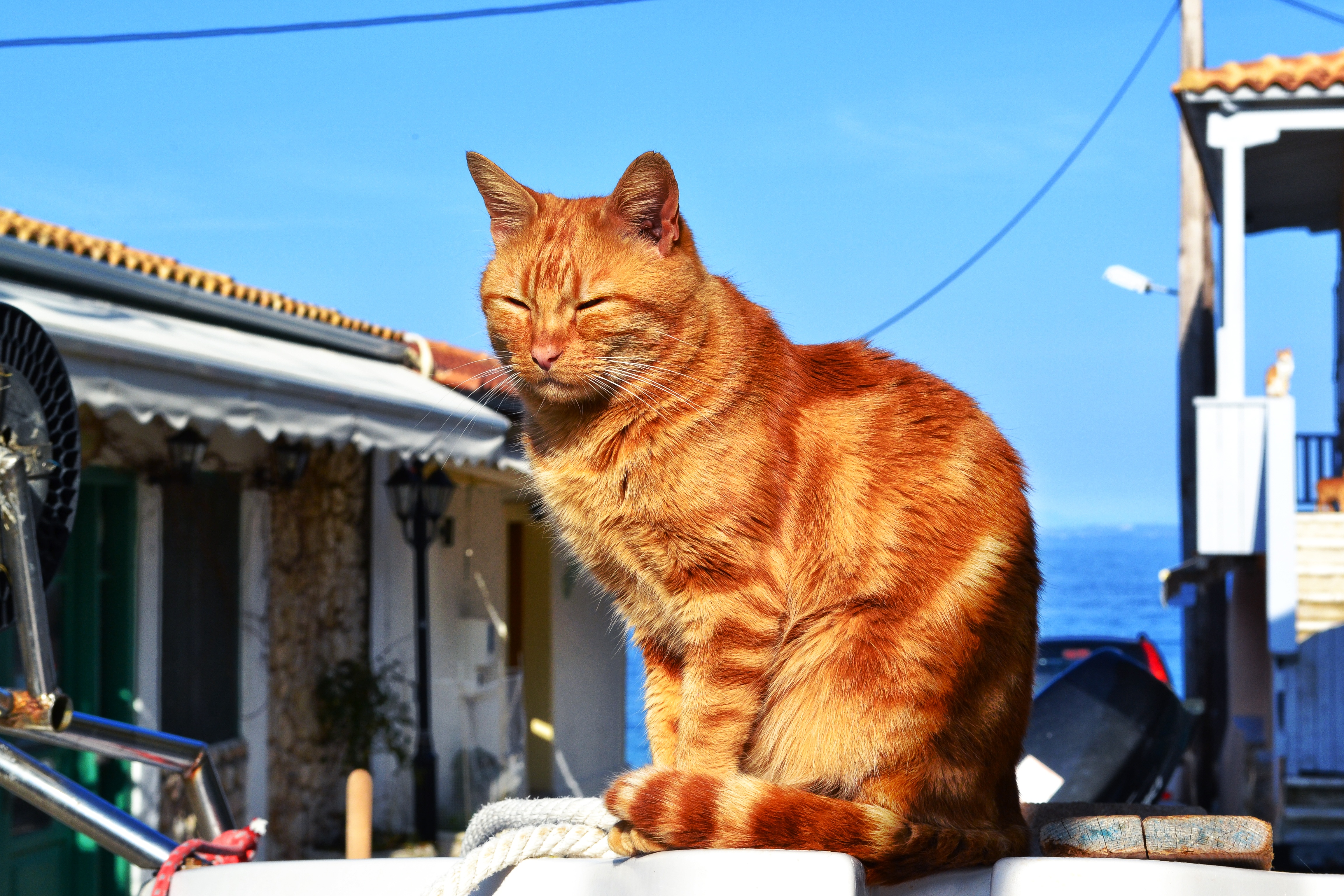 Free photo Red cat basking in the sun