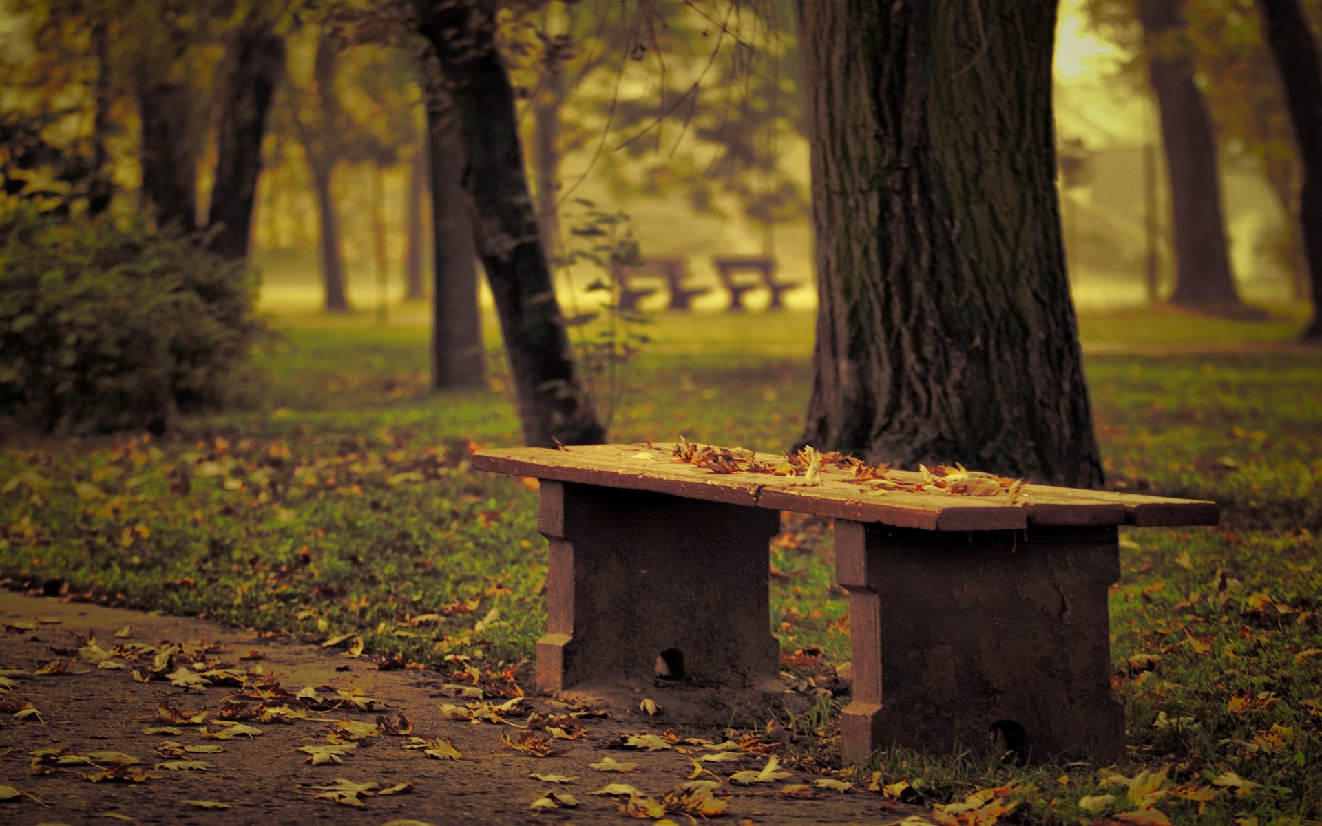 An autumn park bench, covered with dry leaves, stands by a mighty tree trunk in a soft golden light.