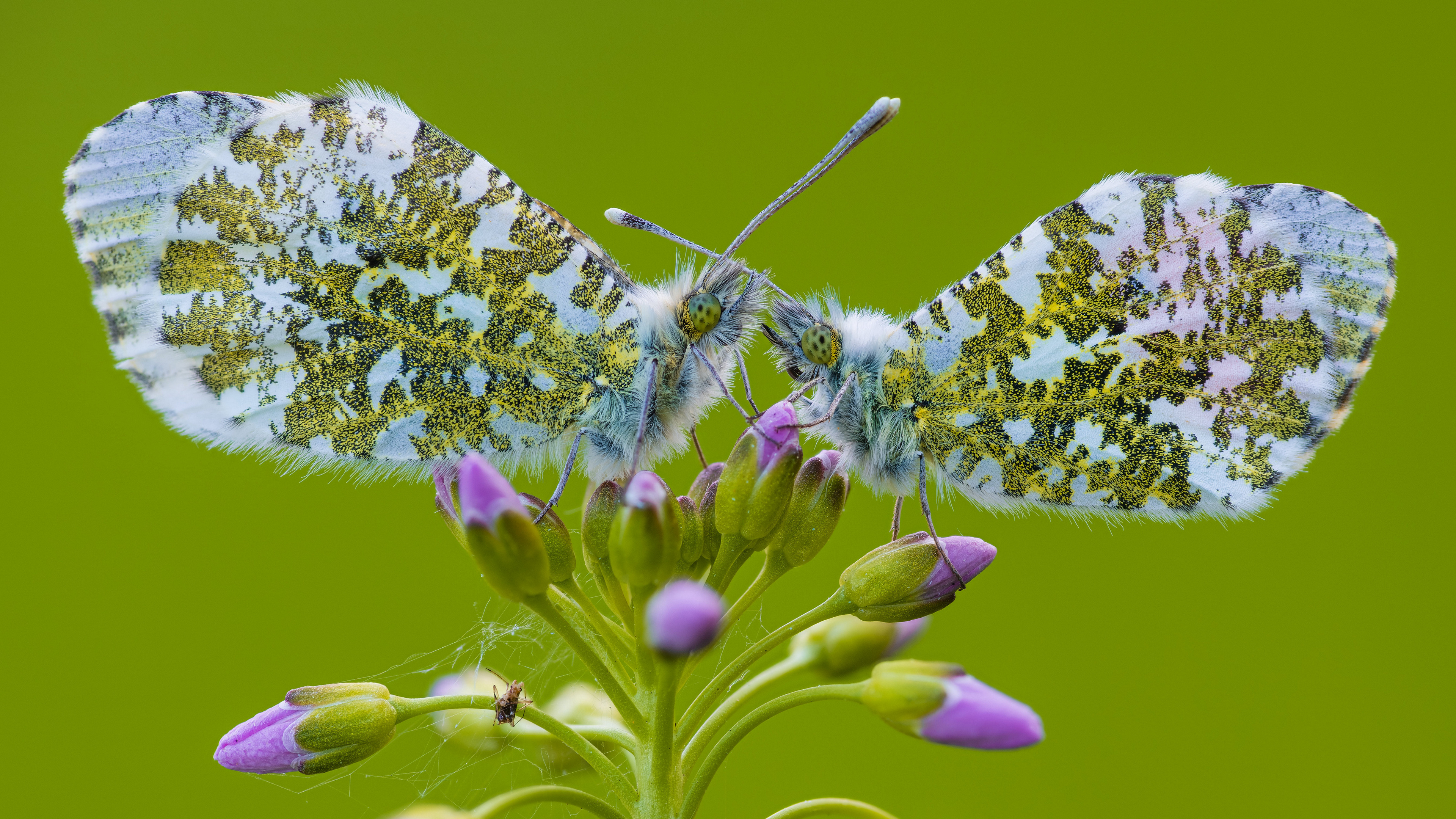 Free photo Two spotted butterflies on the flower