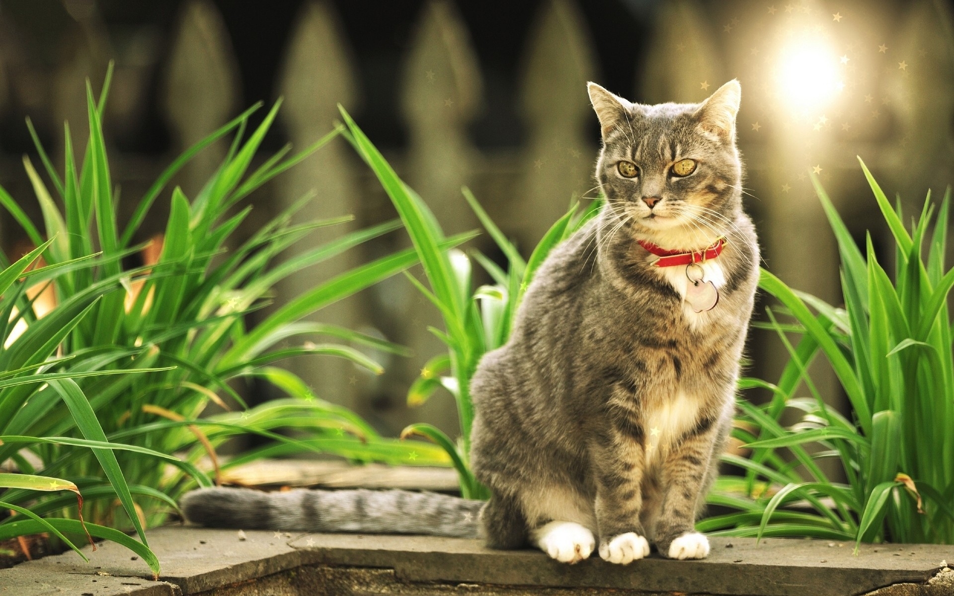 Free photo A gray cat in a collar on a sunny afternoon