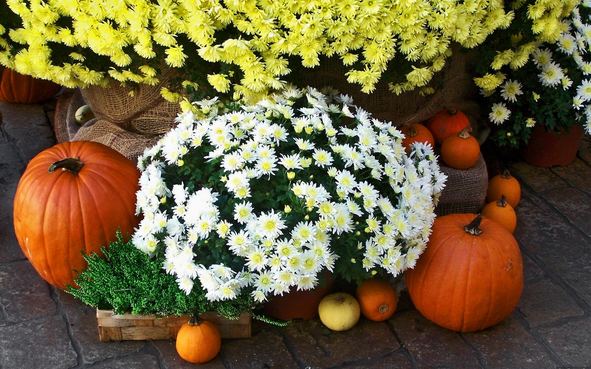 桌面上的壁纸菊花 鲜花 南瓜