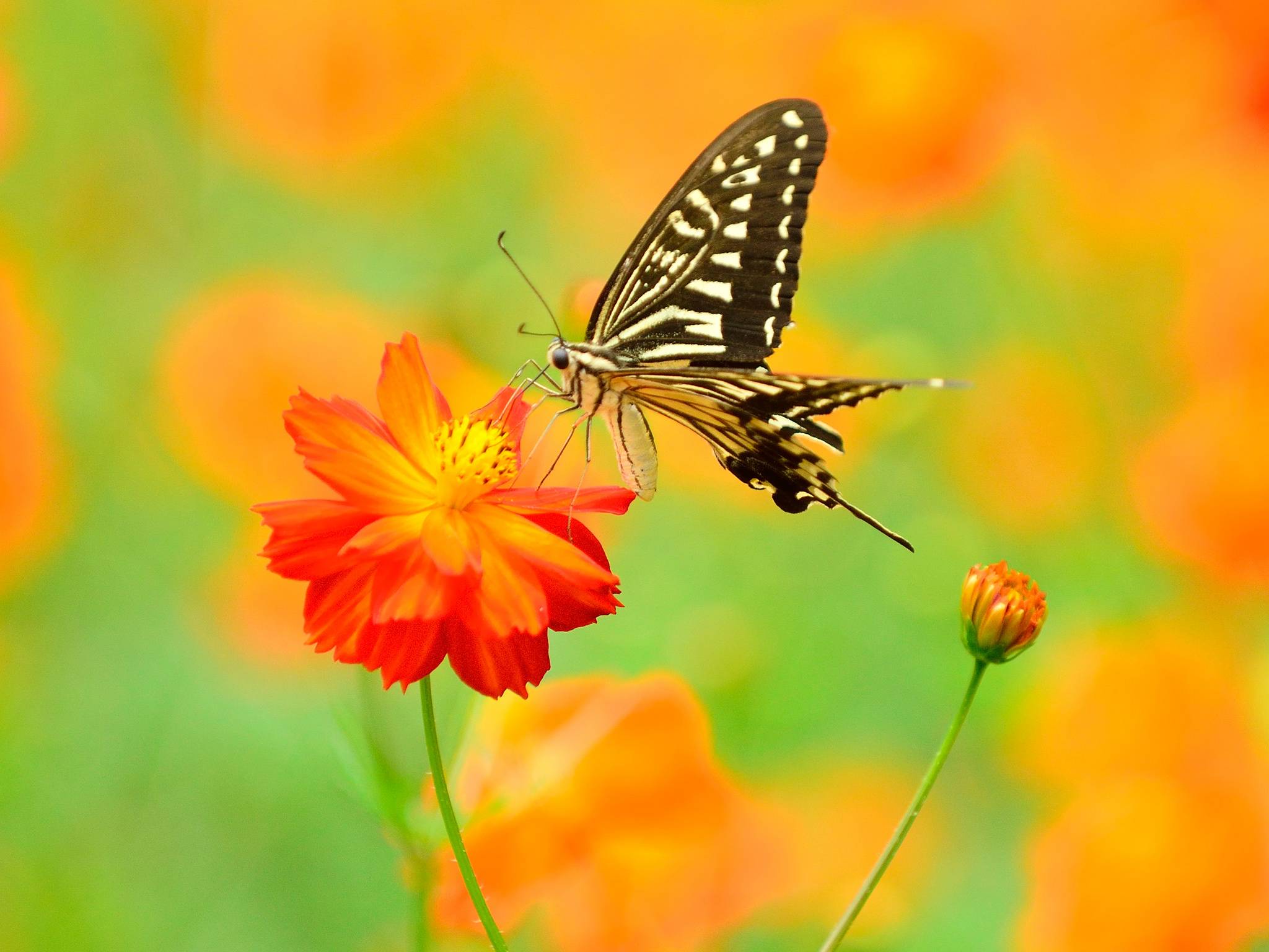 Wallpapers butterfly red flower macro on the desktop