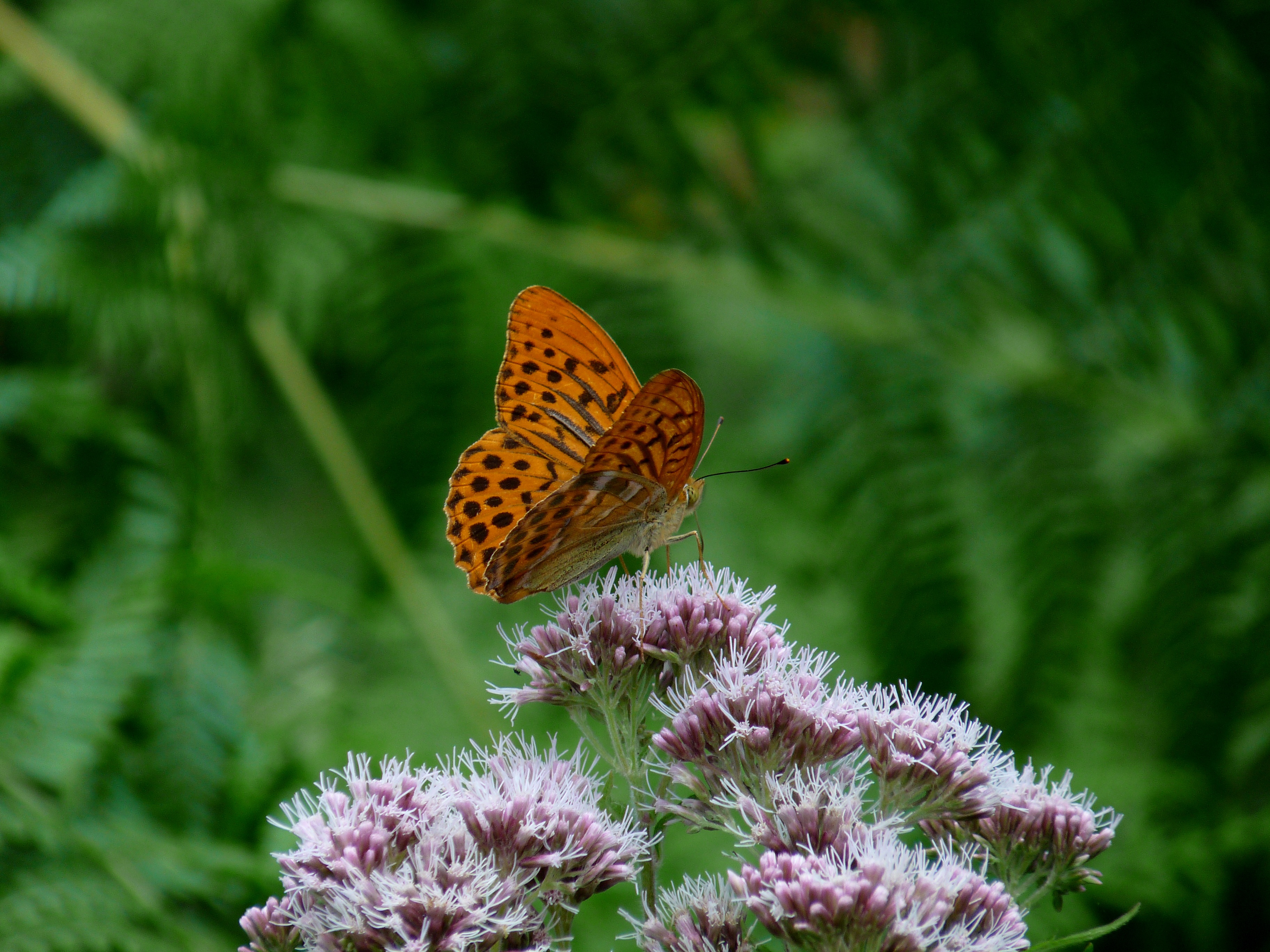 A leopard-colored butterfly.