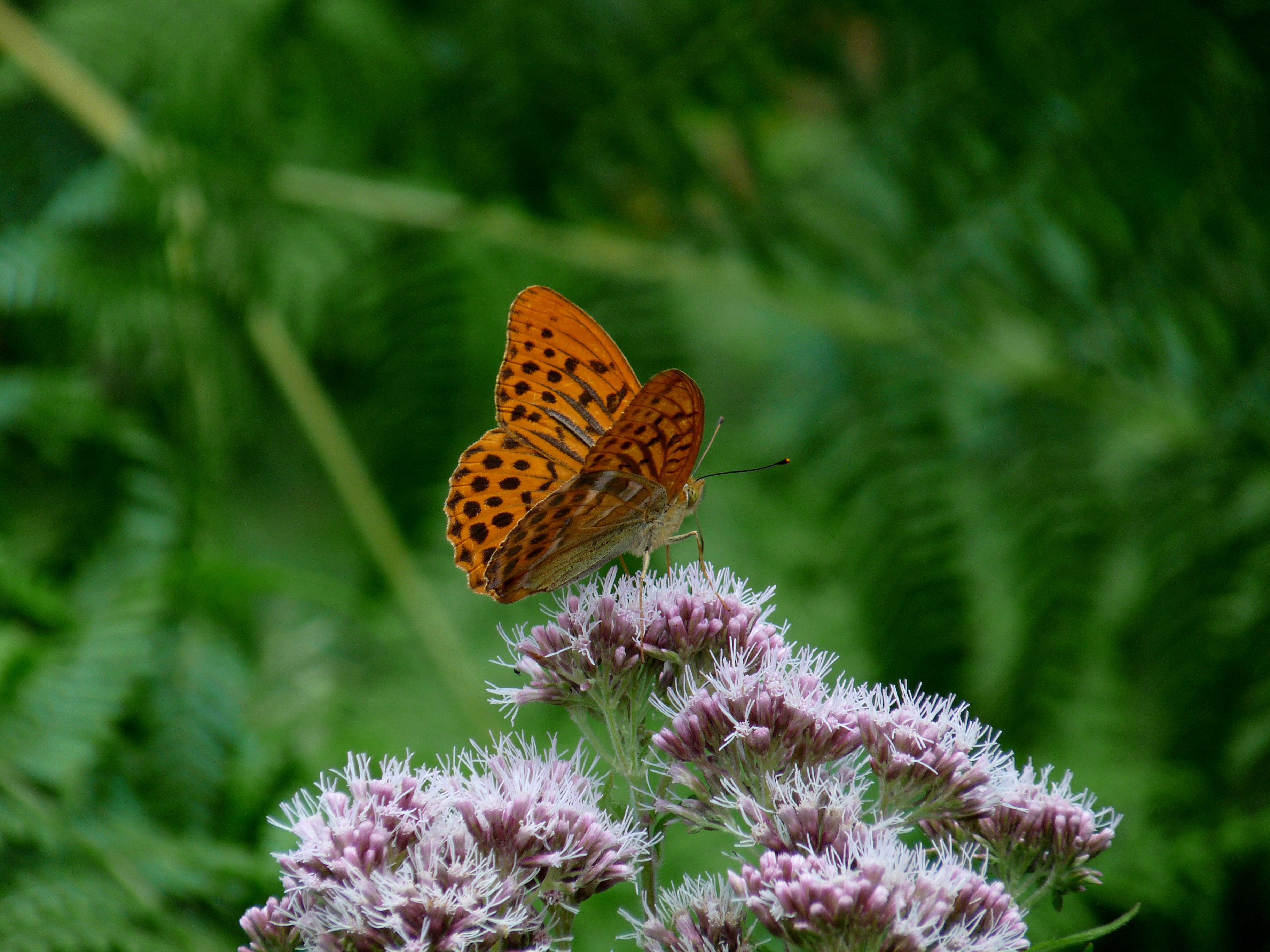 Free photo A leopard-colored butterfly.