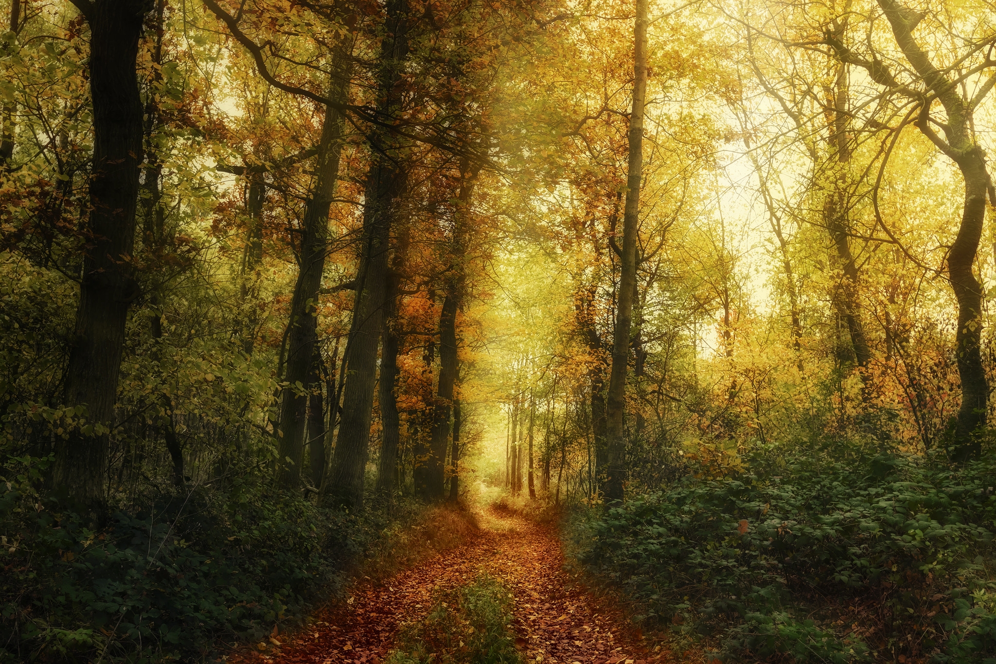 Free photo Wallpapers autumn, forest, road desktop high quality