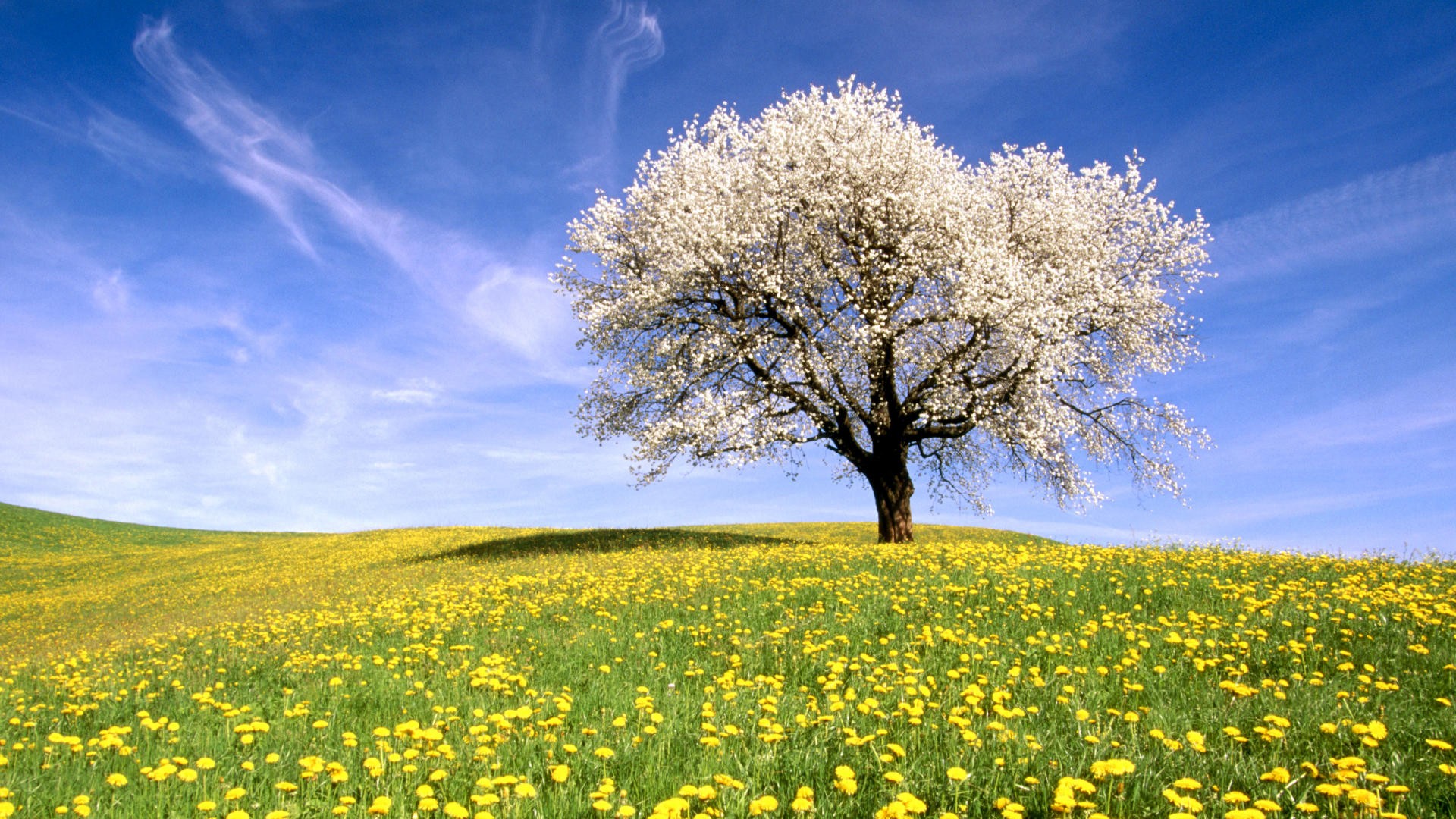 Free photo A lone tree with a white crown