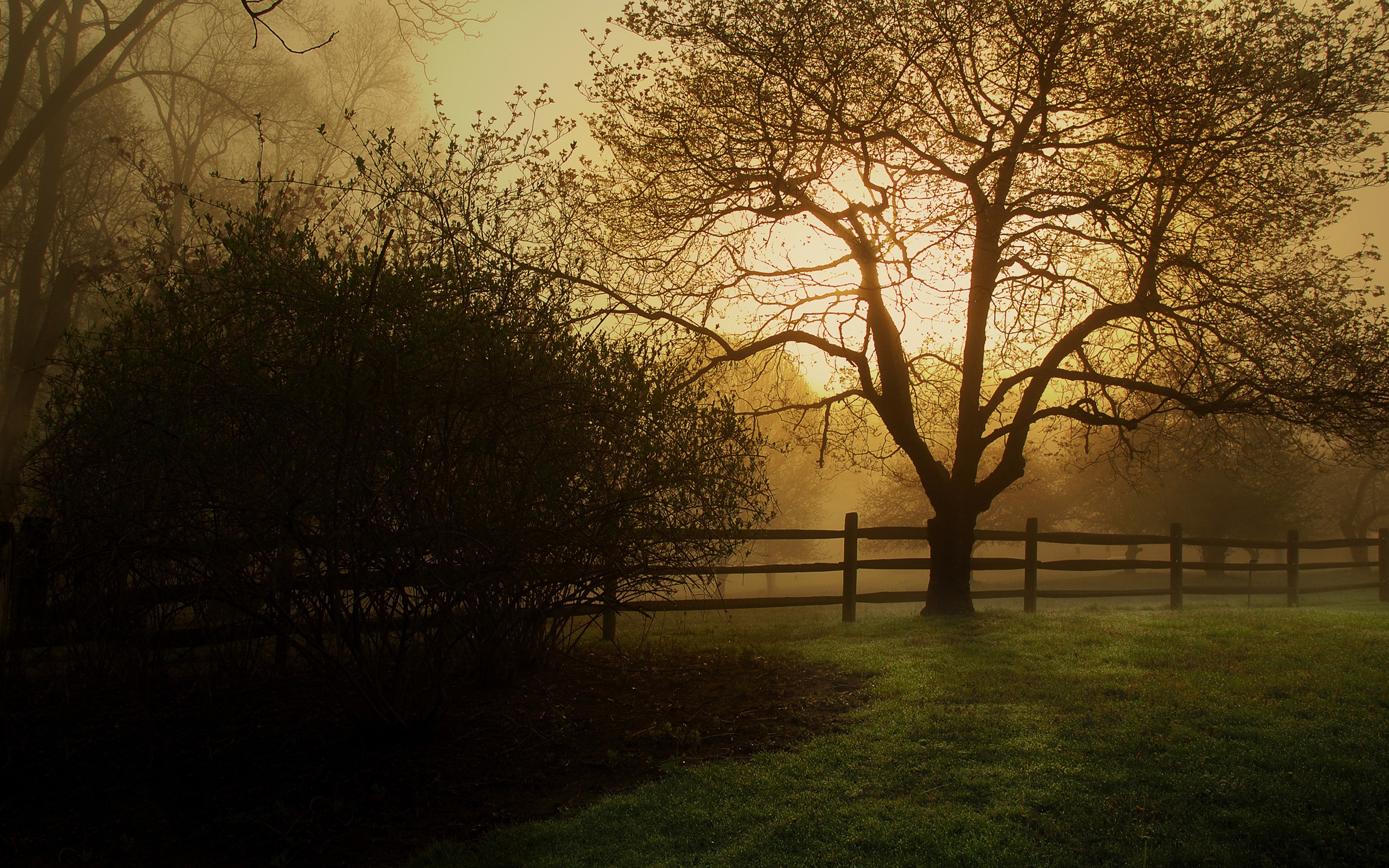 Wallpapers tree fence protection on the desktop
