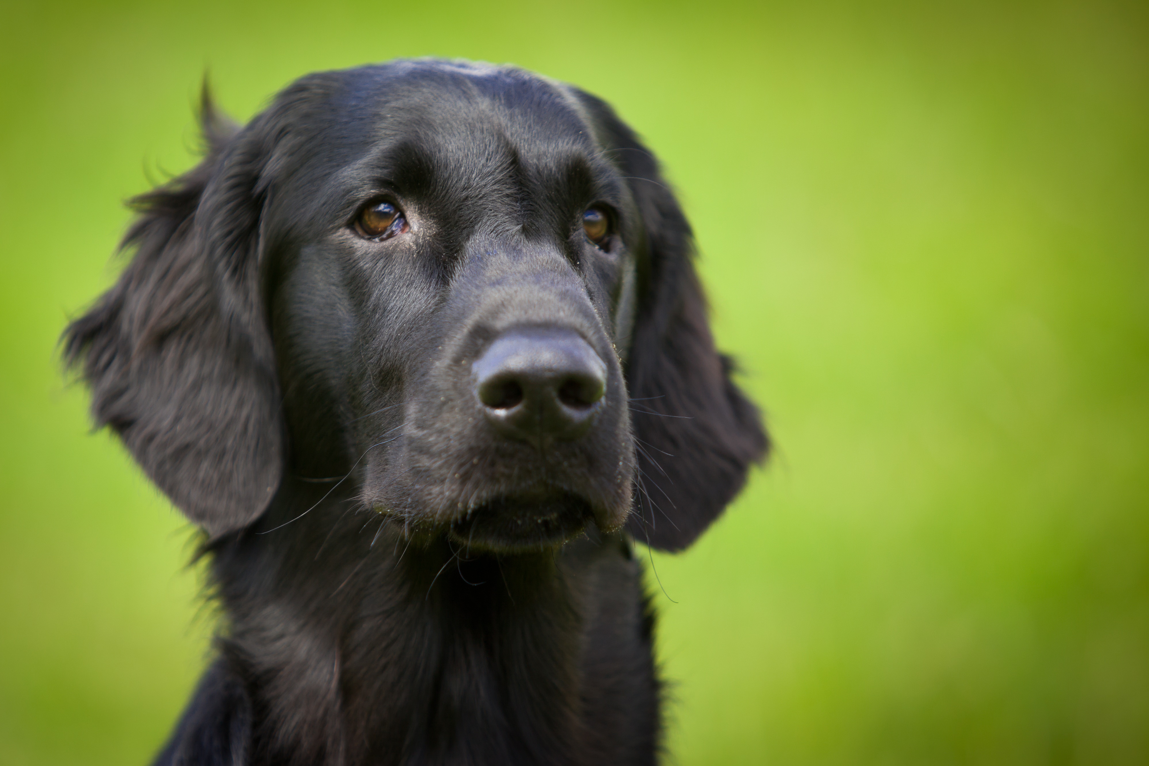 Free photo Portrait of a black retriever on a green background