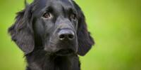 Портрет черного ретривера на зеленом фоне