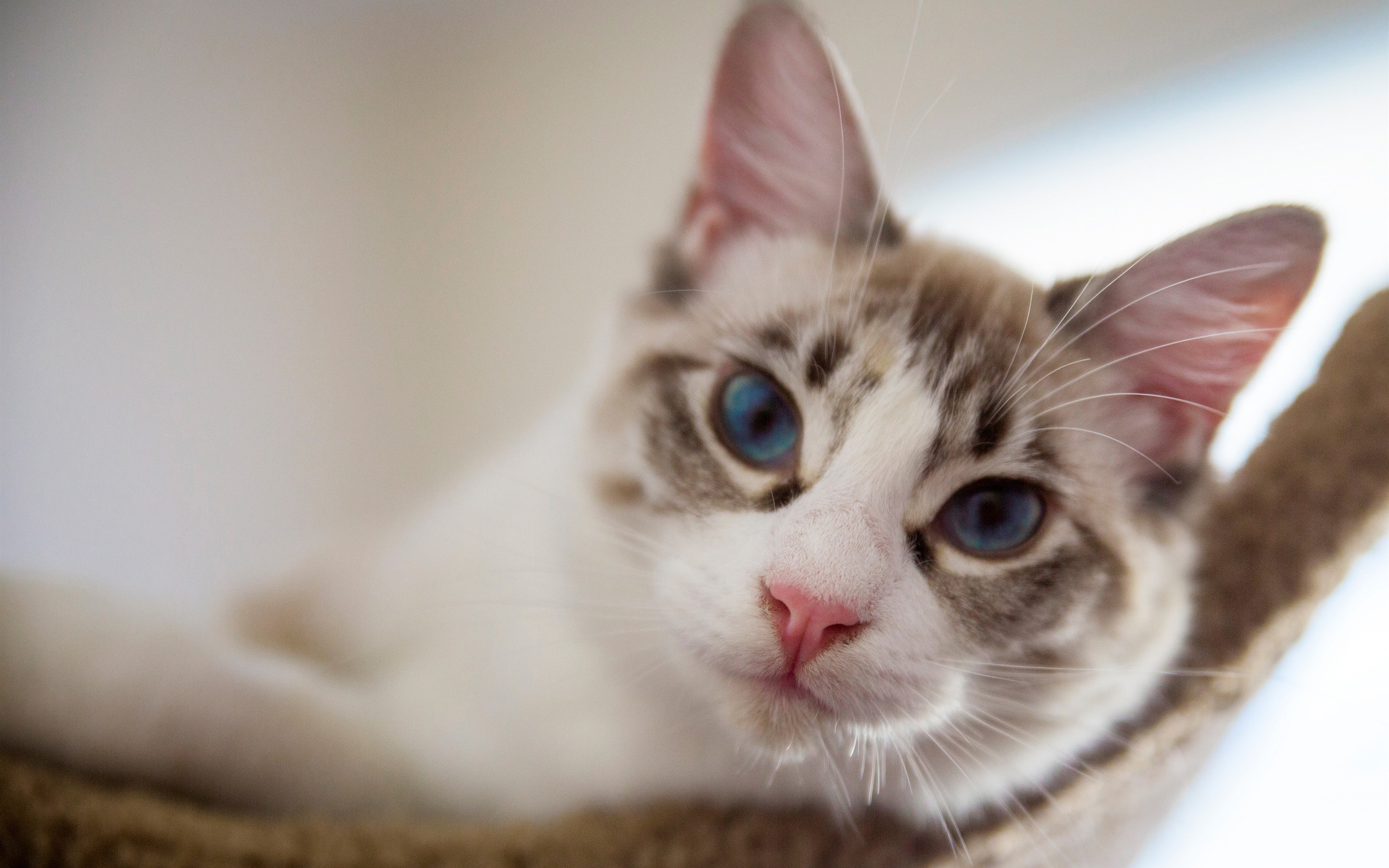 A domestic blue-eyed cat looks intently at the viewer