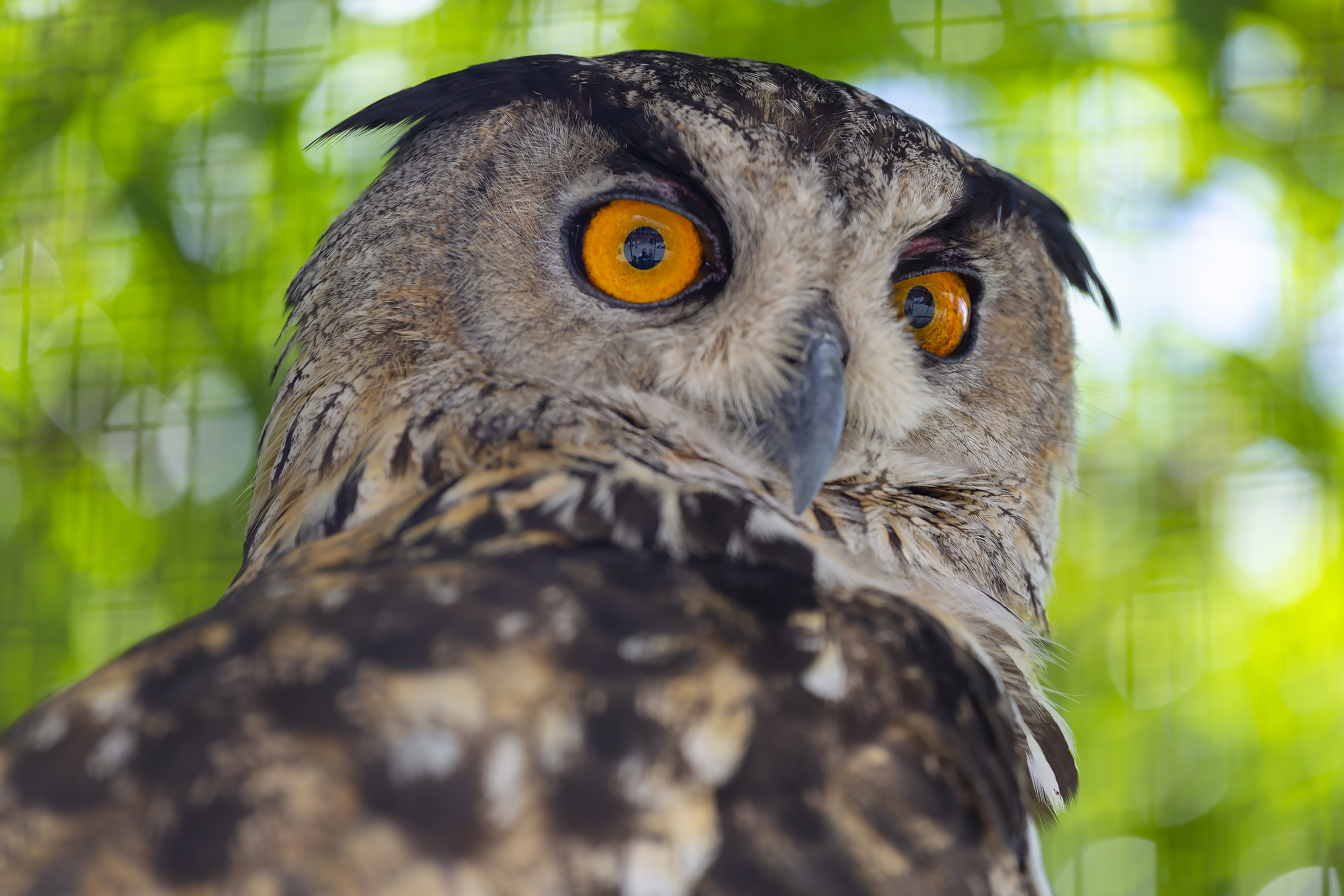 Взгляд филина