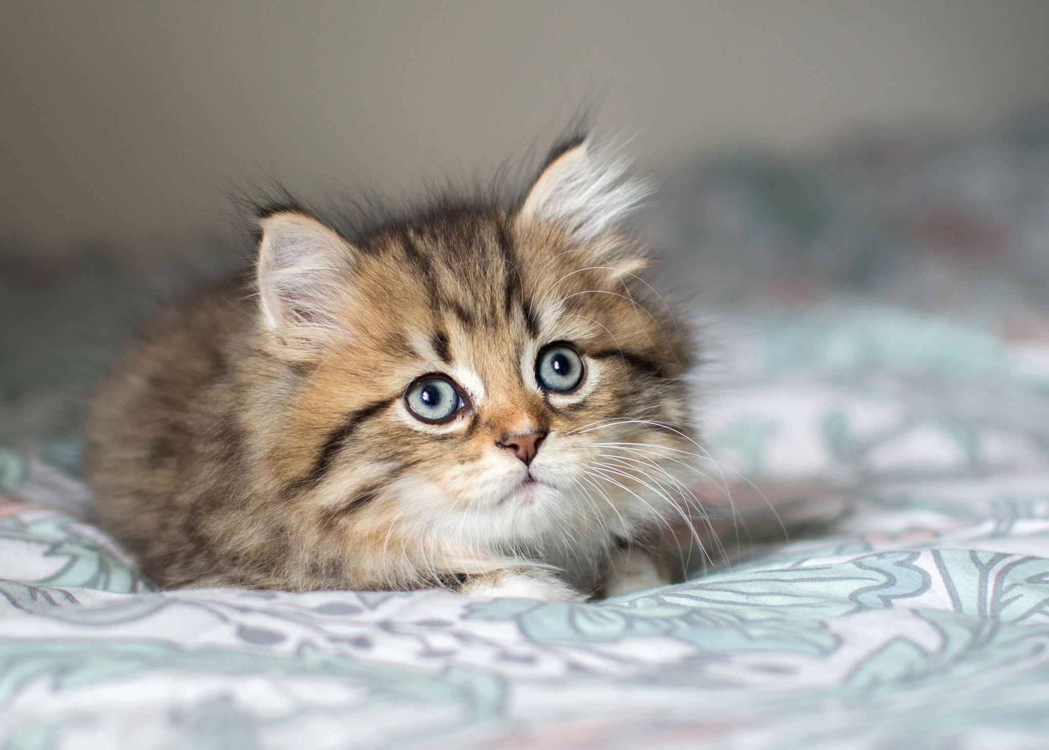 桌面上的壁纸家猫 猫 动物