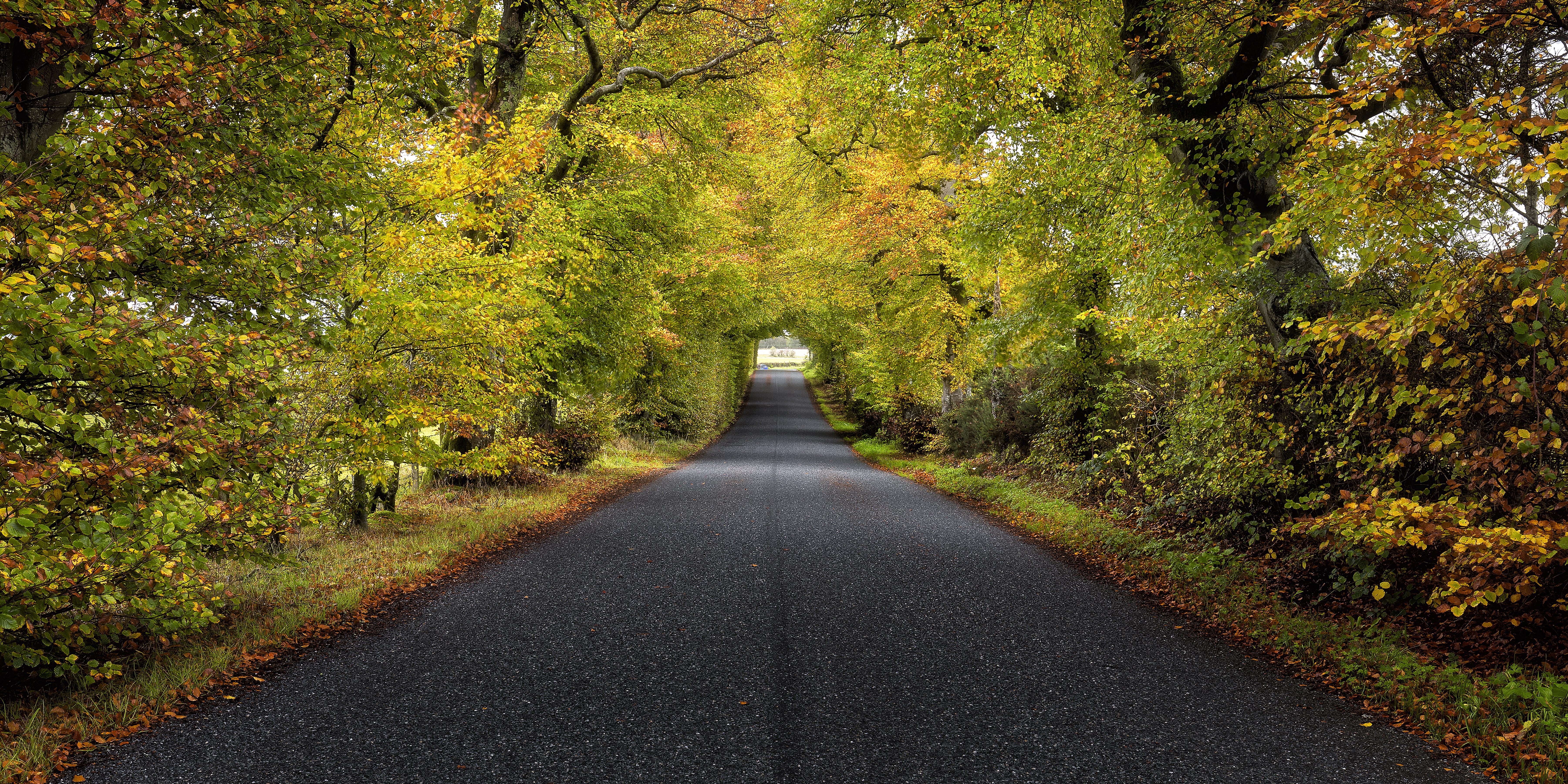 Free photo Screensaver trees, road on the screen