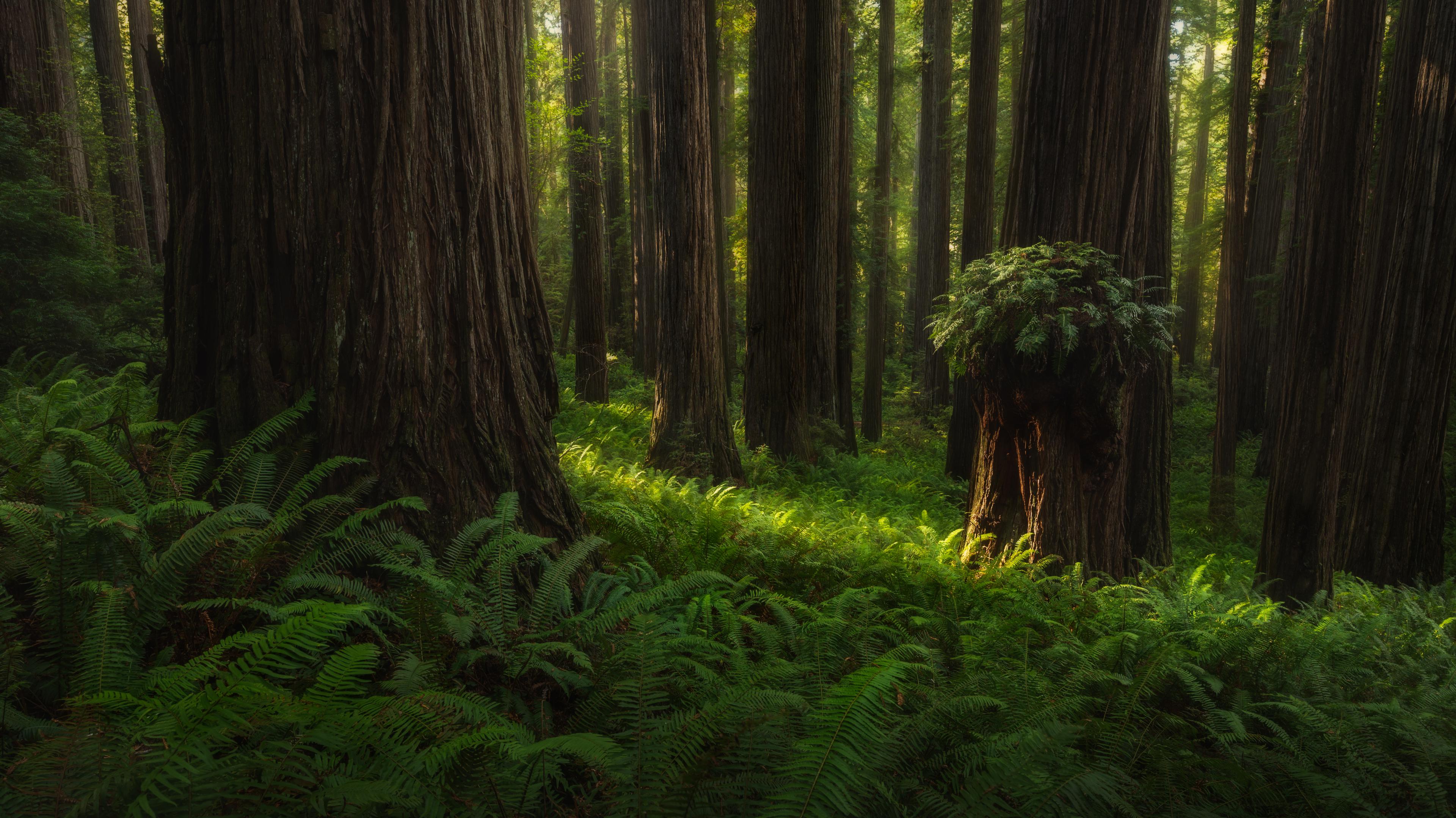 Free photo Picture of sequoia national park with summer atmosphere