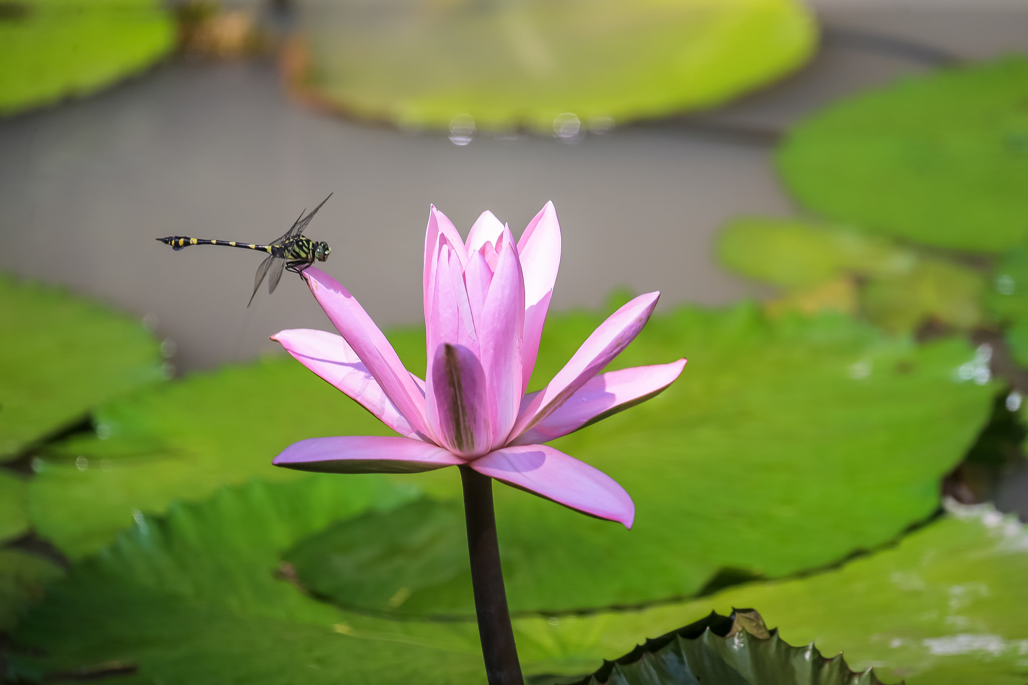 Wallpapers body of water water-lilies water beauty on the desktop