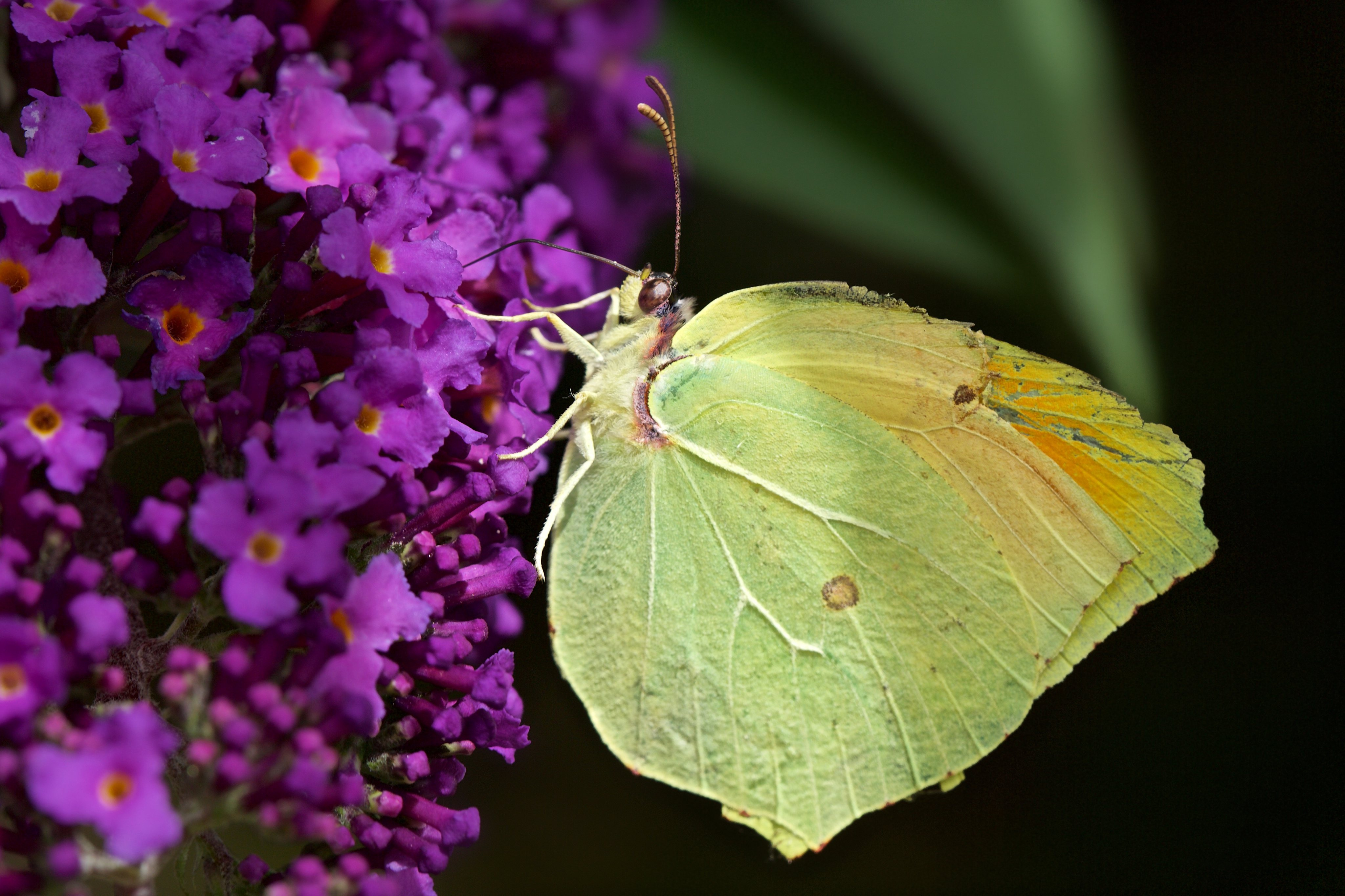 Wallpapers flowers insects butterflies on the desktop