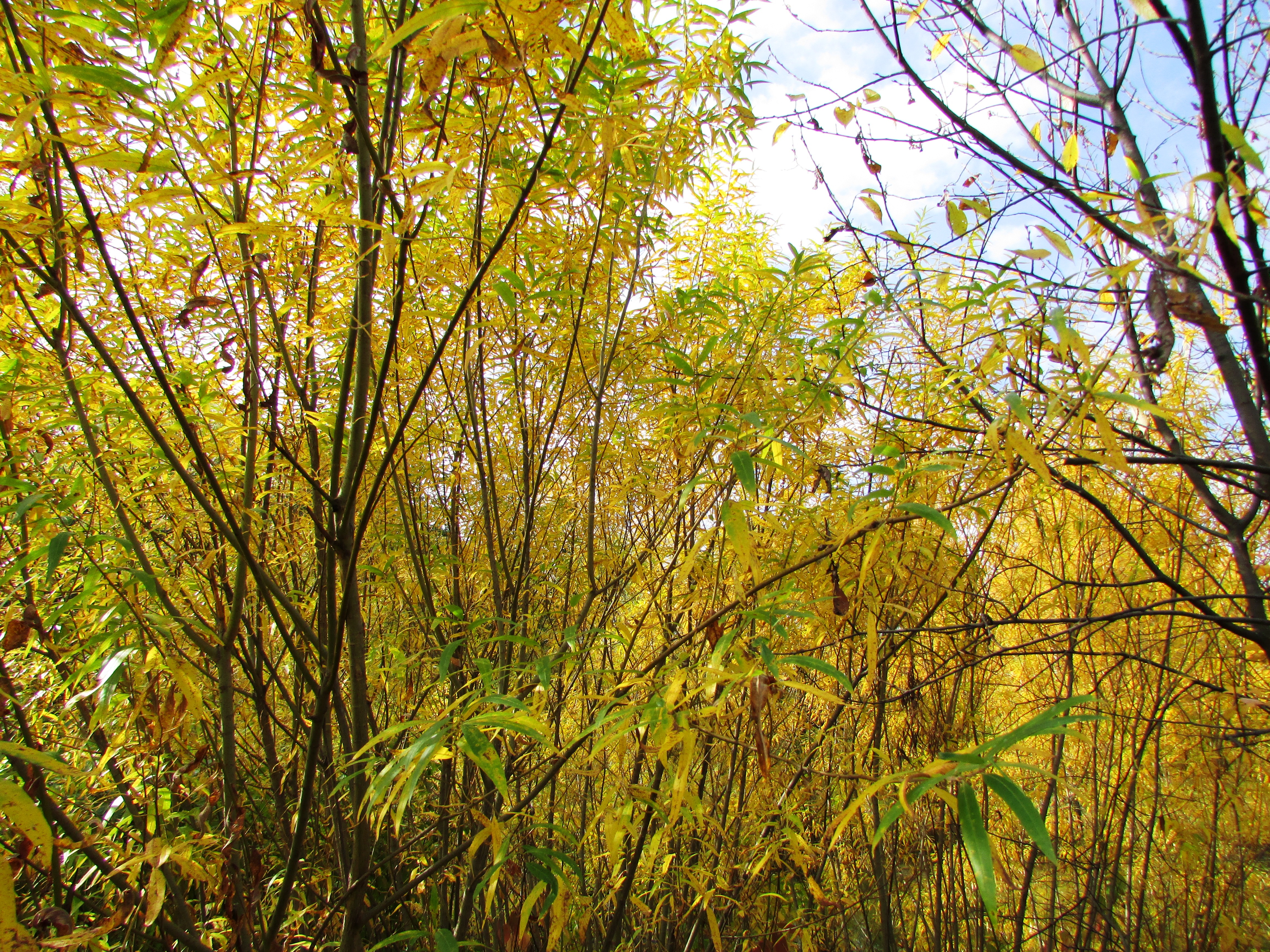 Кусты осеннего тальника - ивы