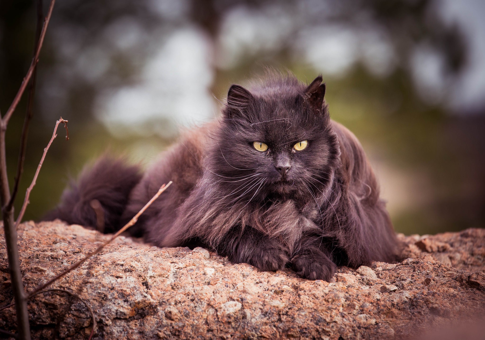 Wallpapers Nebelung black cat asian on the desktop