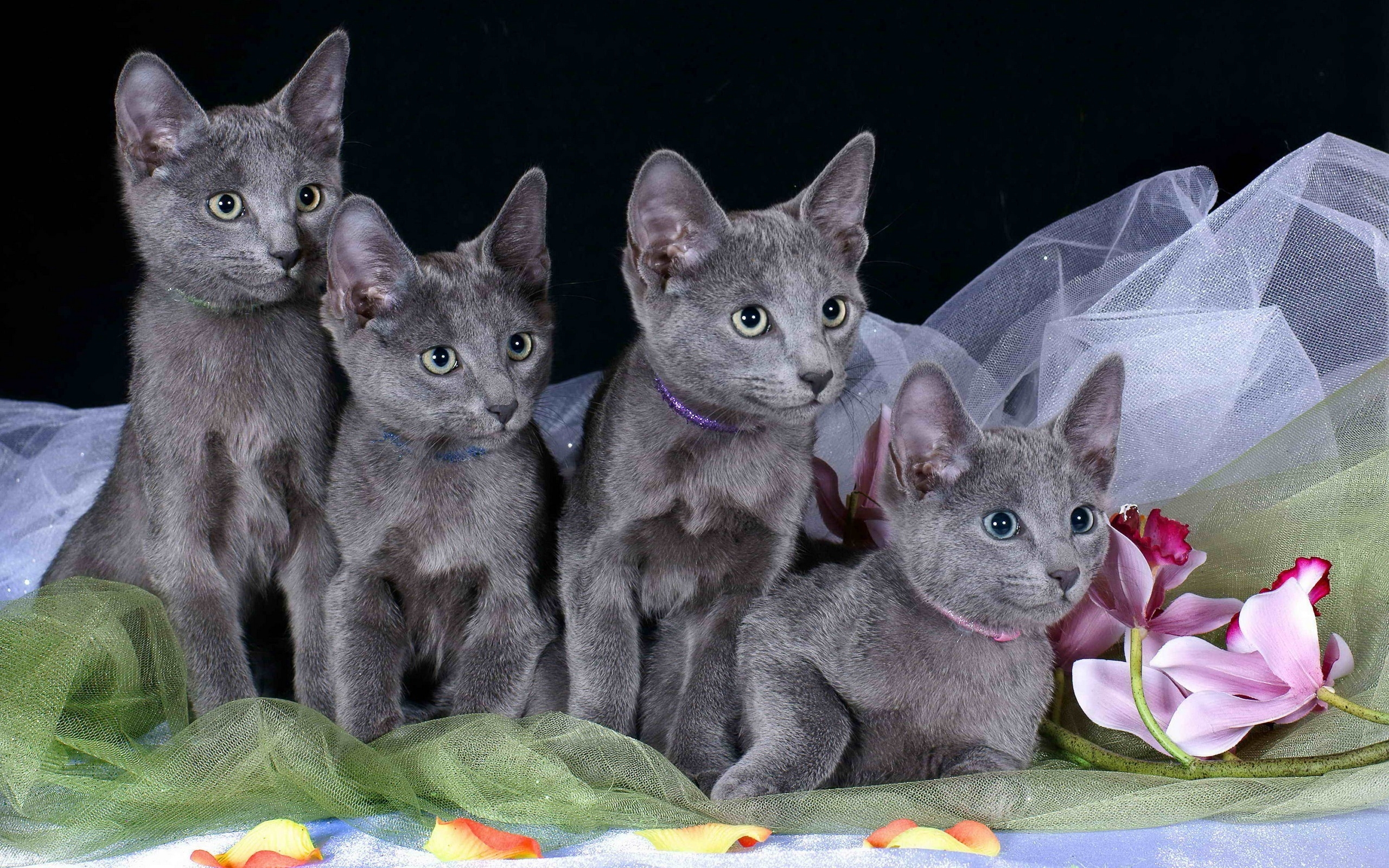 Бесплатное фото Четыре одинаковых котенка