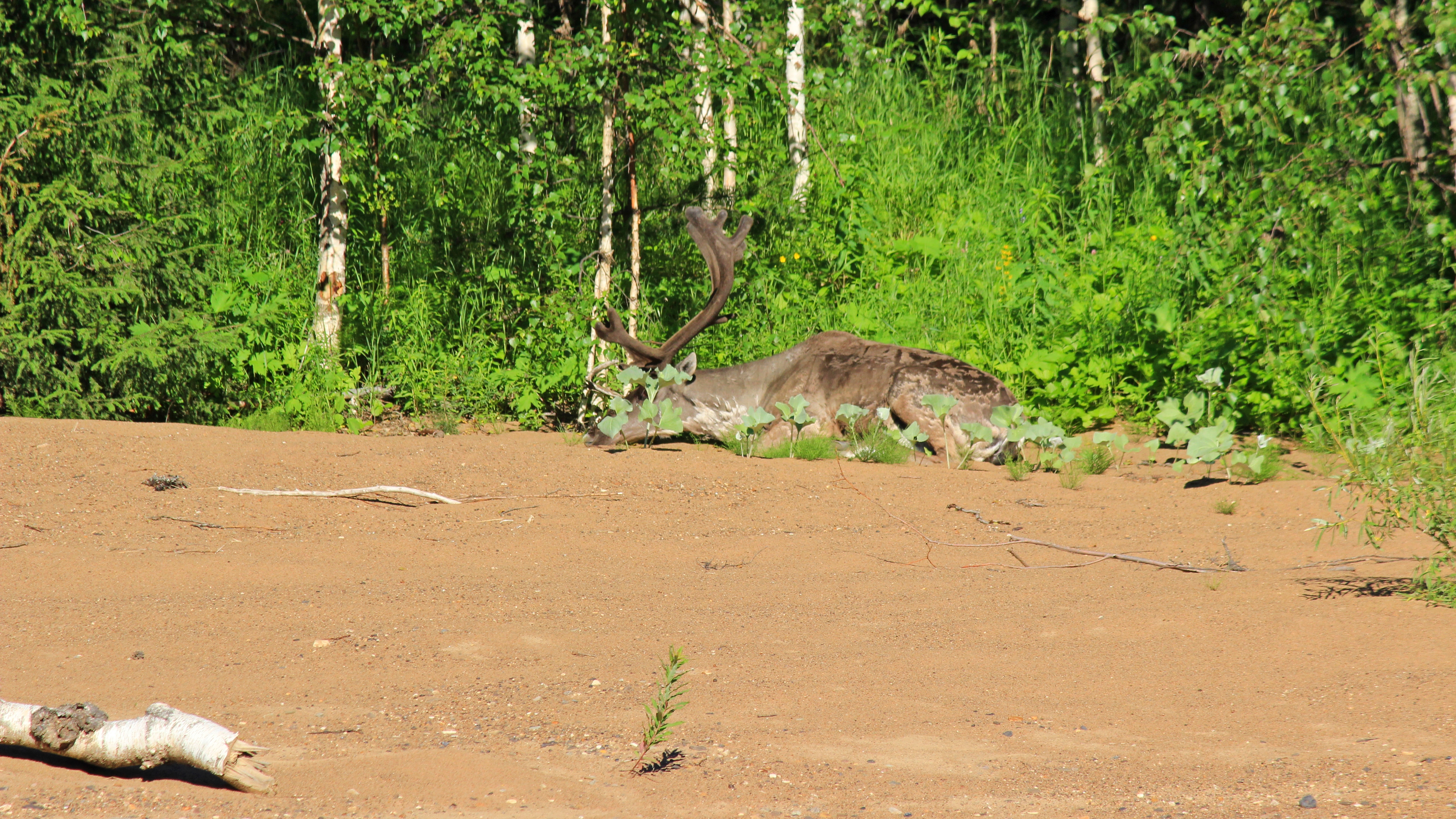 Free photo Wild reindeer on the banks of a taiga river