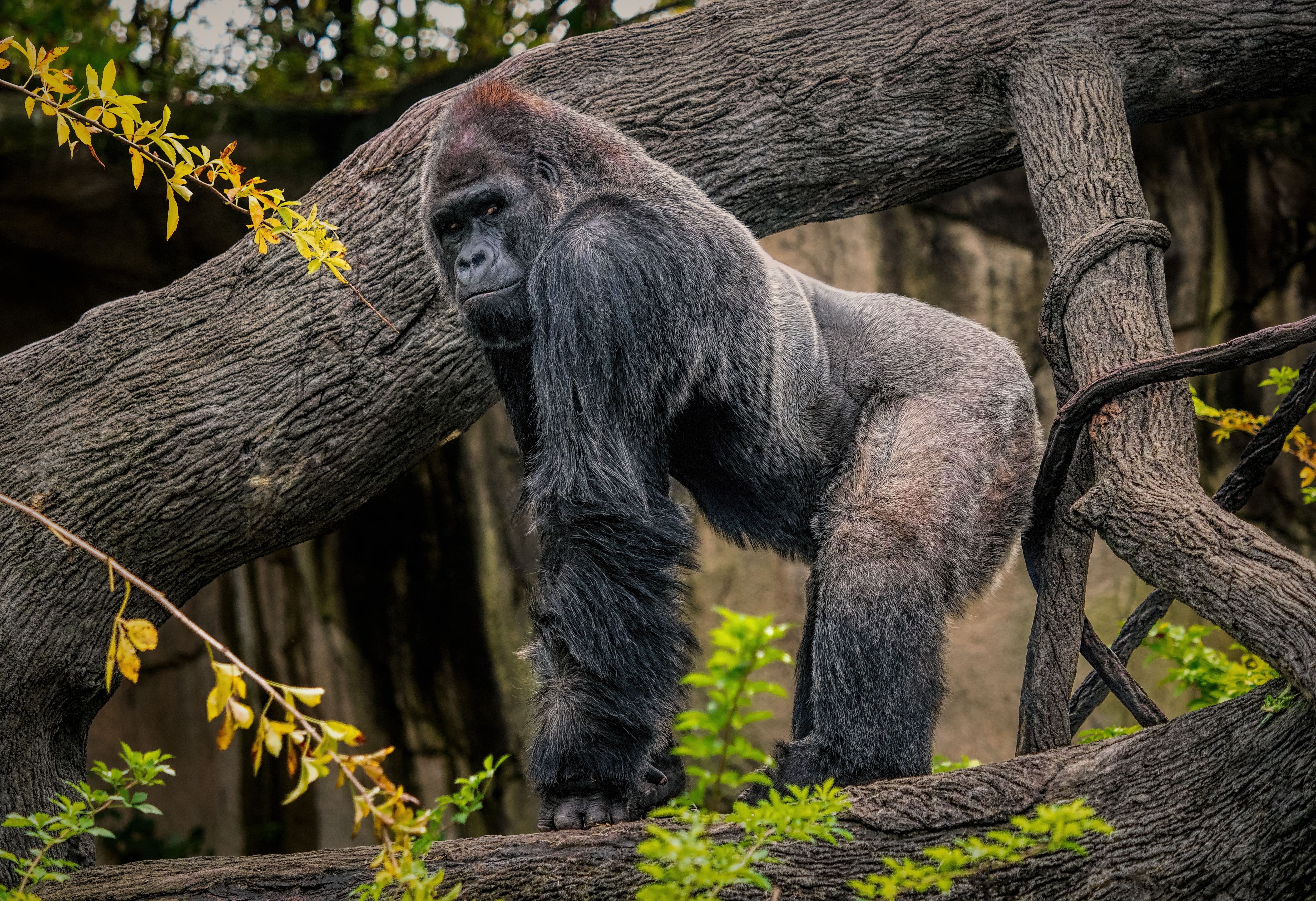 Wallpapers Primate animal Gorilla on the desktop