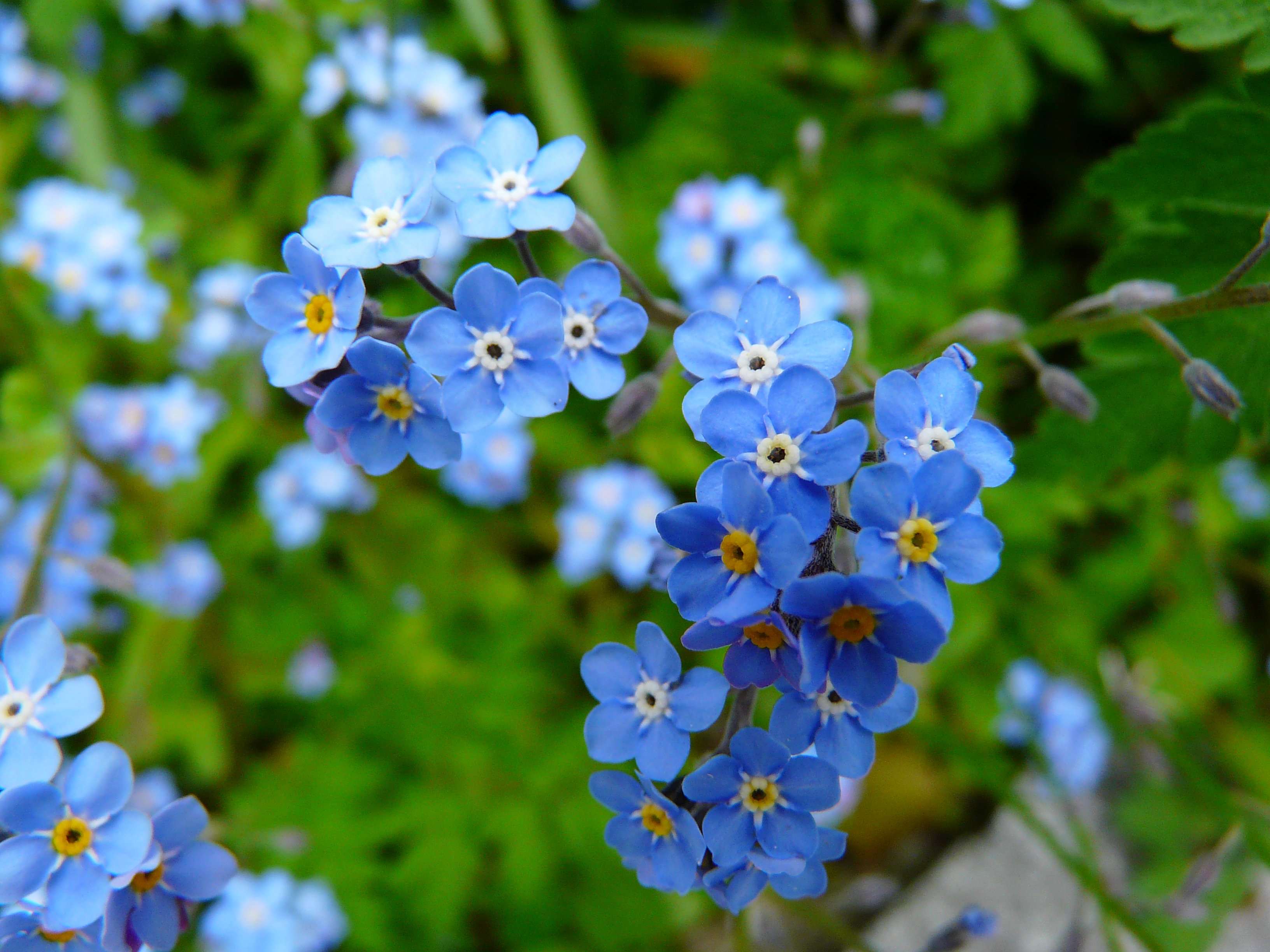 Wallpapers nature flower plant on the desktop