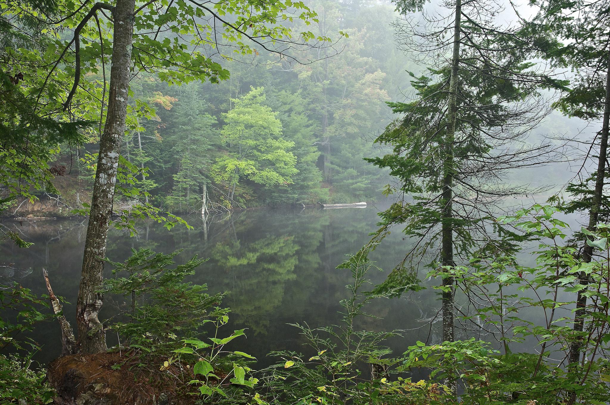 Free photo Beautiful images of forest, lake