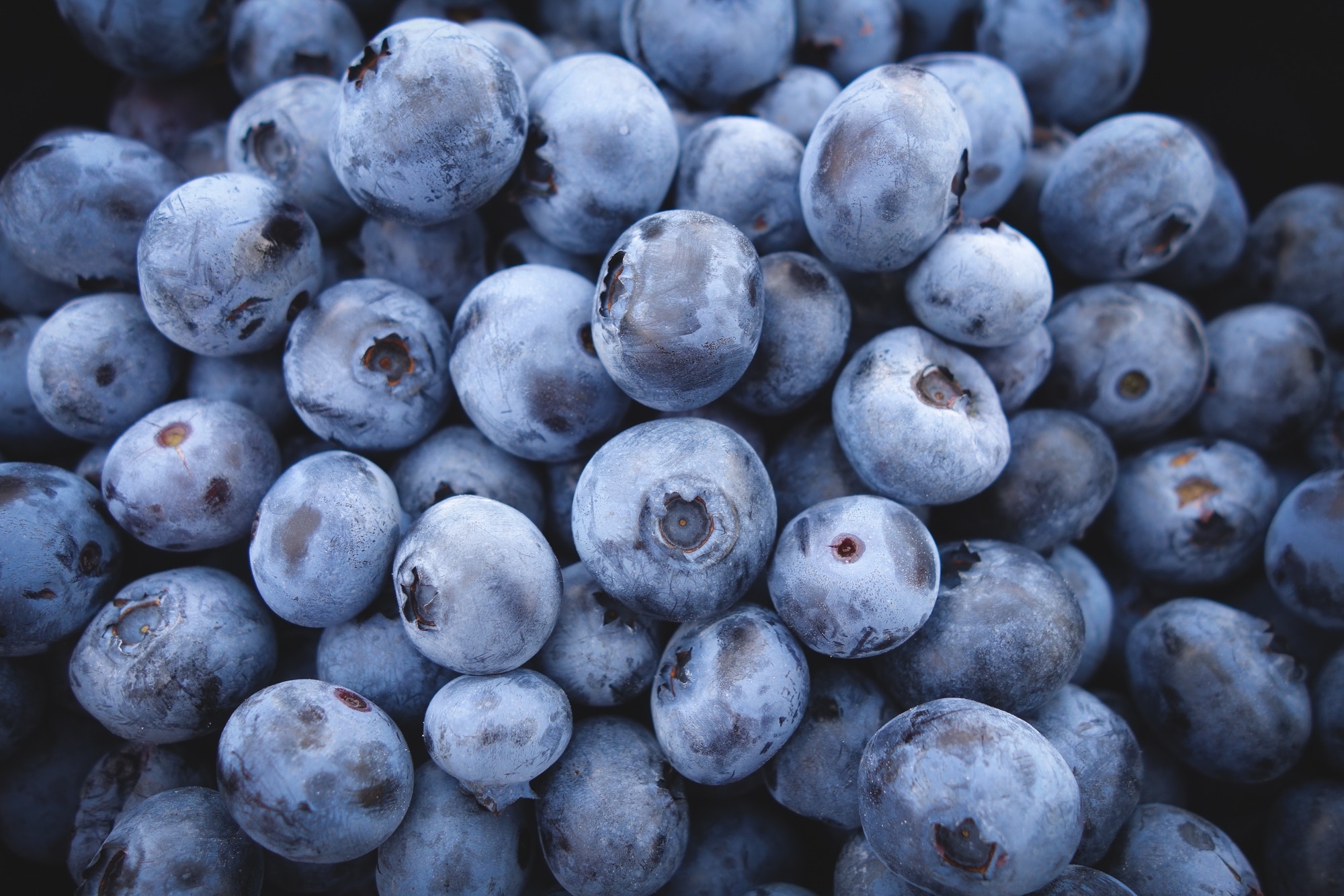 免费照片大量的蓝莓