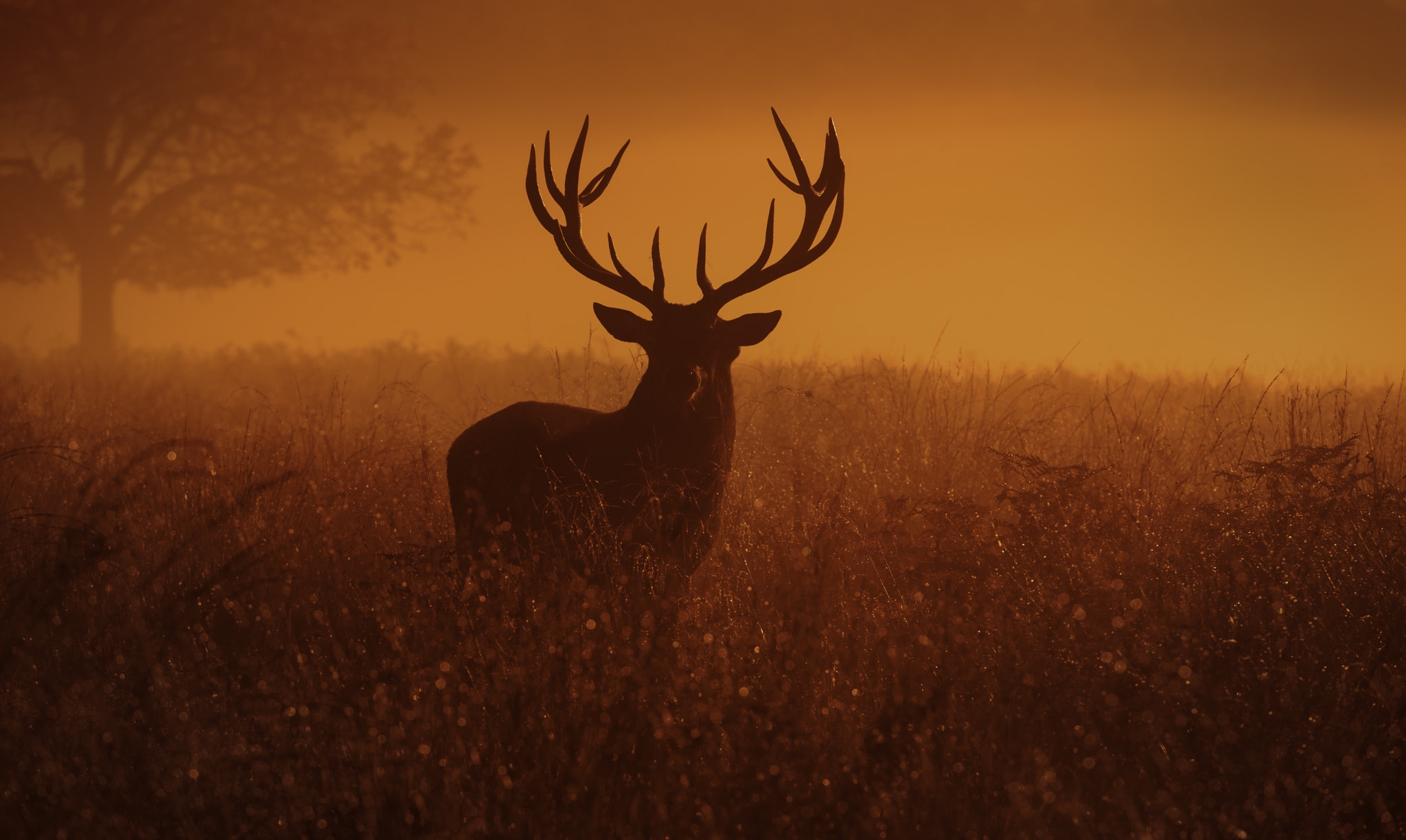 Wallpapers wallpaper deer sunset dusk on the desktop