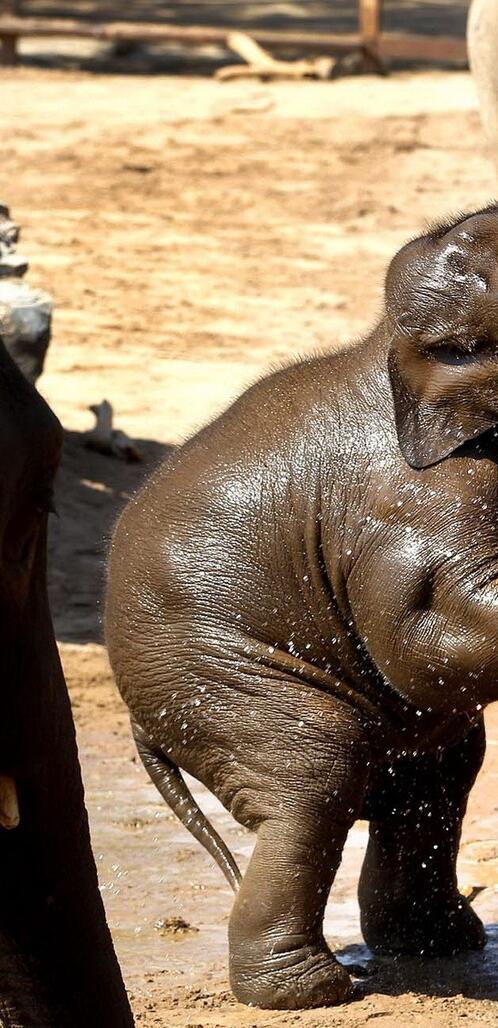 Бесплатное фото Слон играется с водой стоя на задних лапах