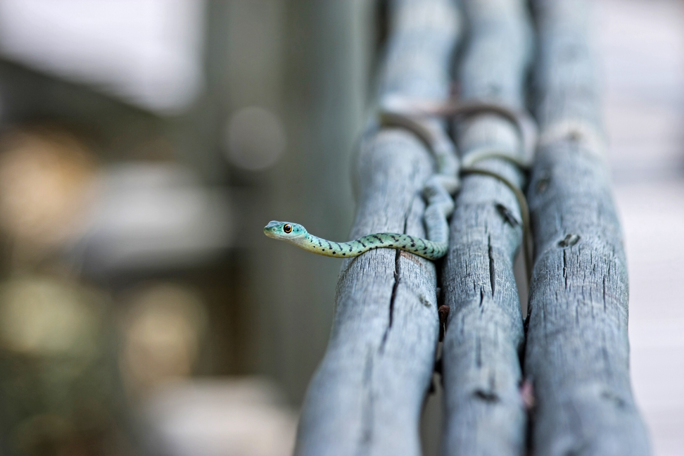 Free photo Little snake