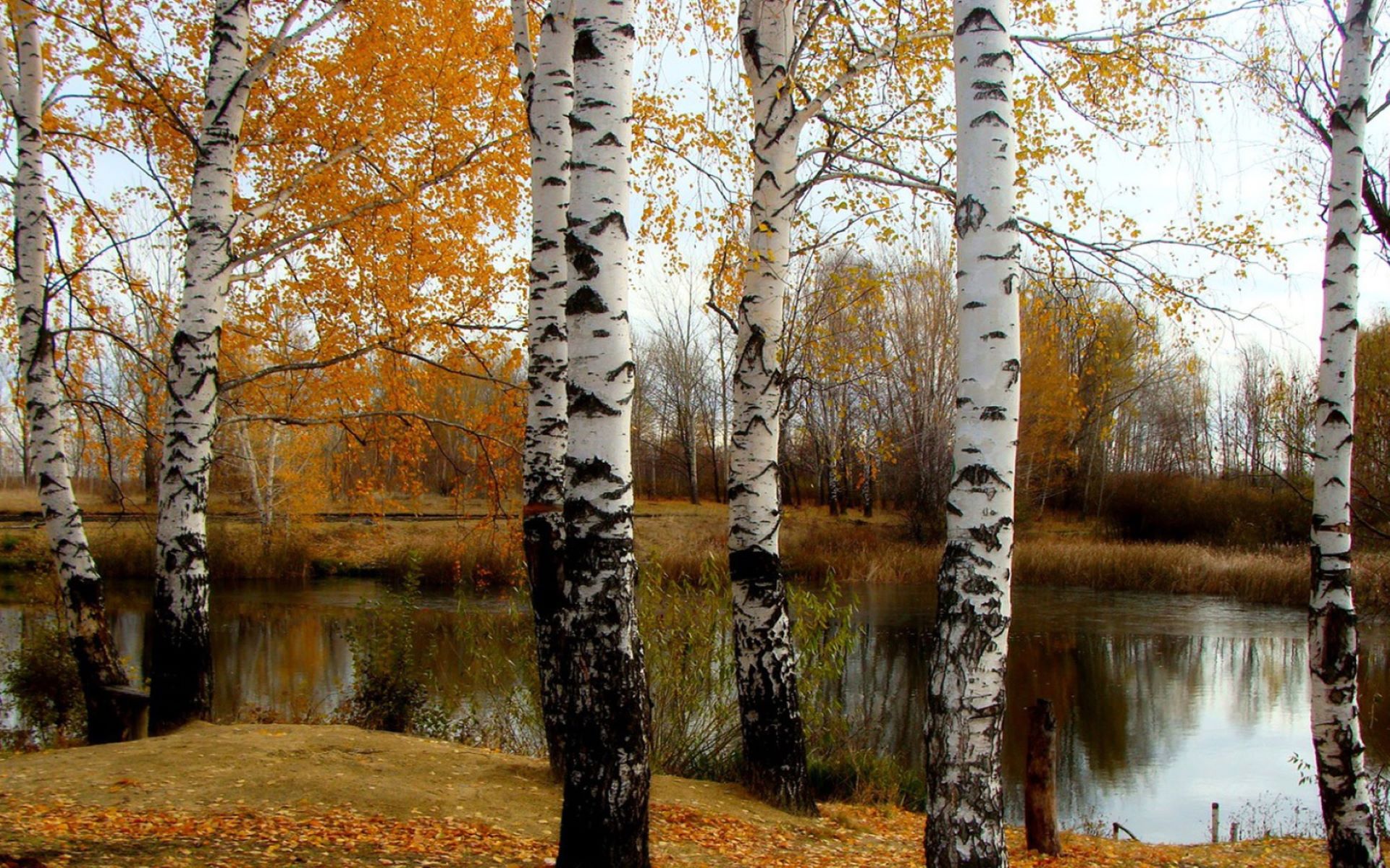 Бесплатное фото Река Осень Берёзы