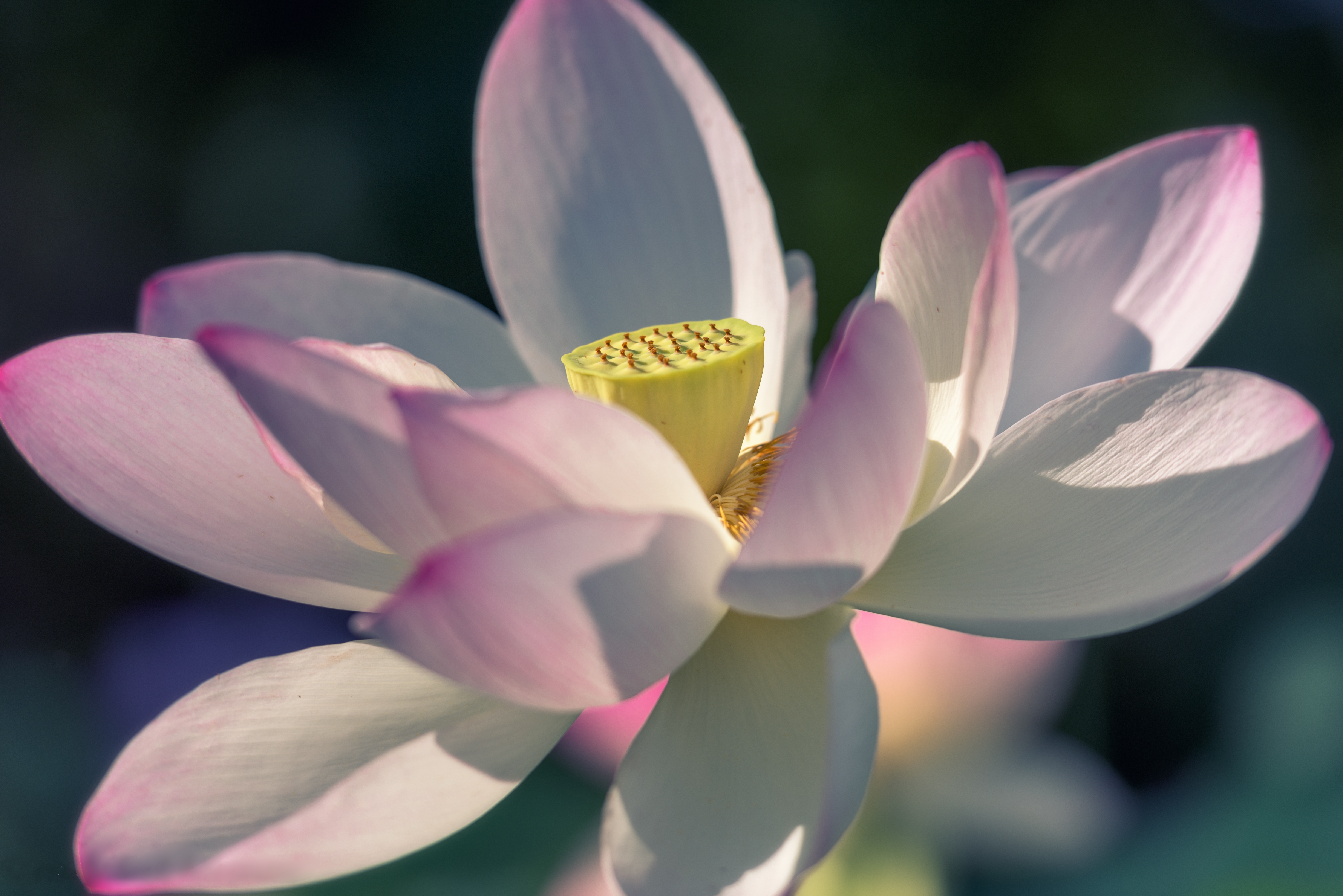 Wallpapers flower beautiful flower beautiful flowers on the desktop