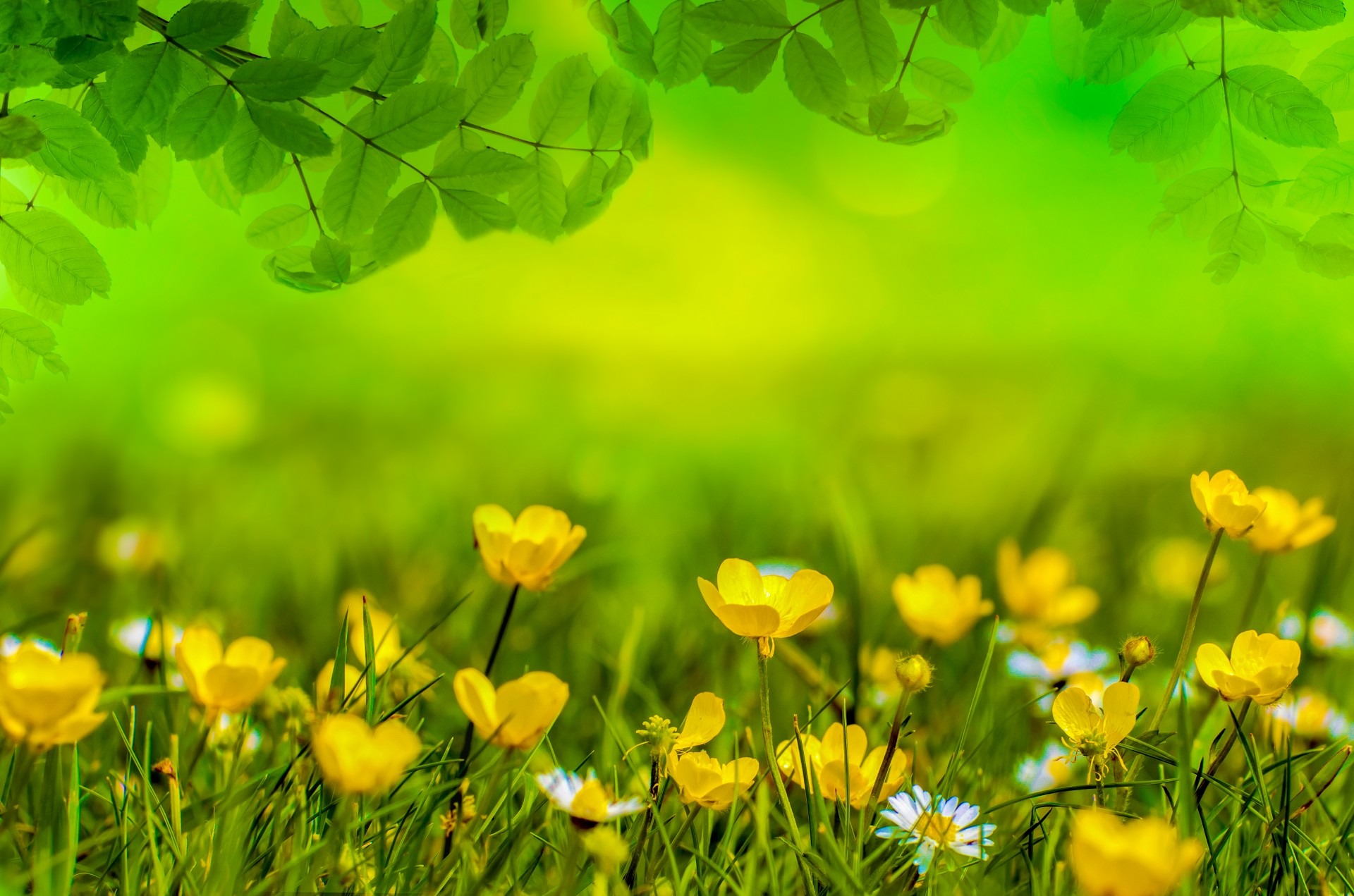 Бесплатное фото Зеленая трава с желтыми цветочками