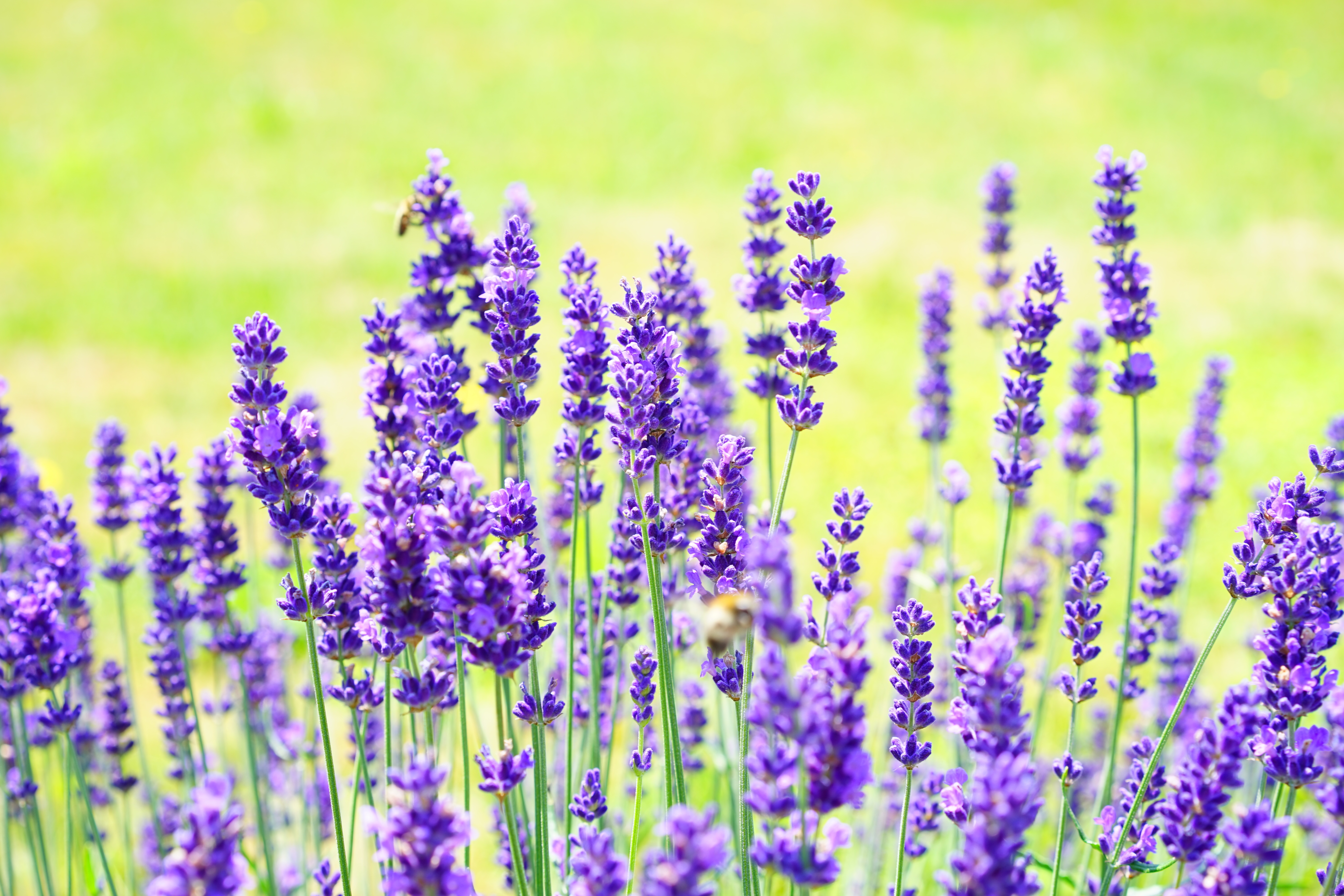 Wallpapers lavender flowers flora fragrance on the desktop