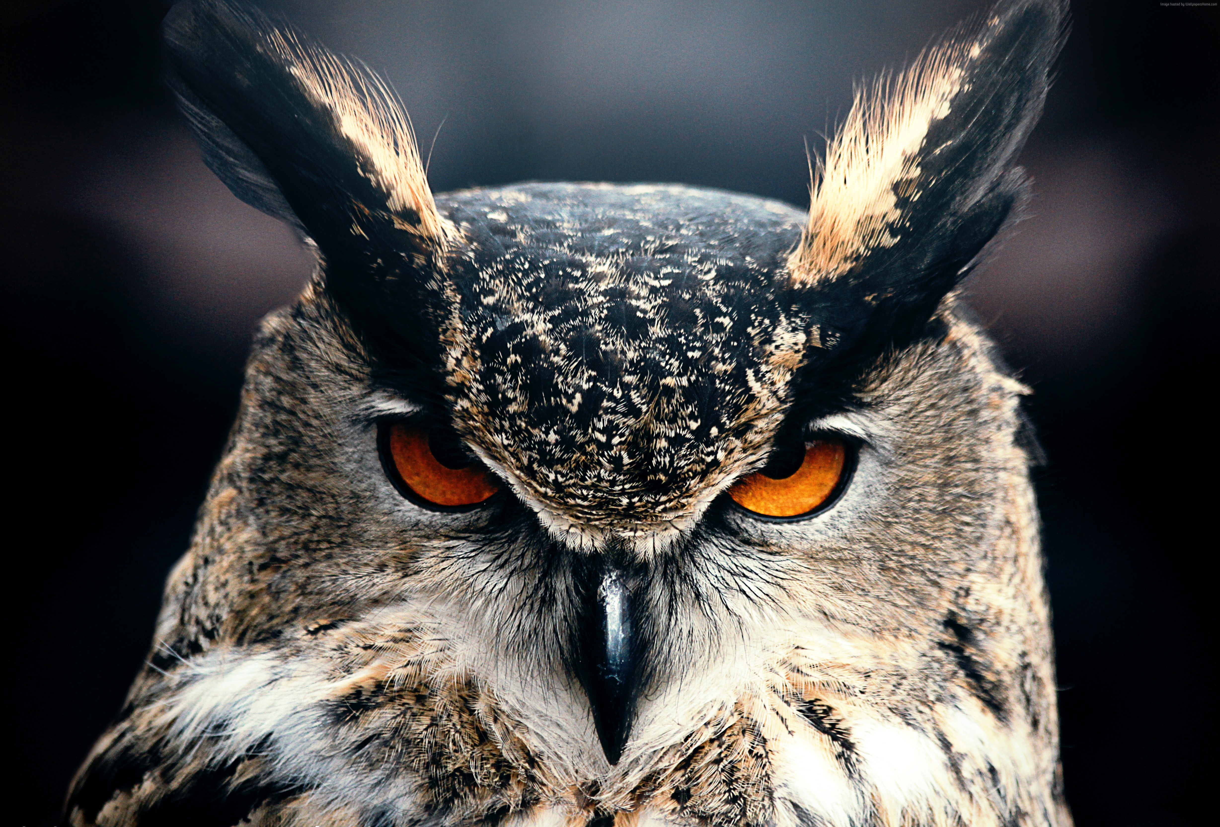 Wallpapers owl closeup eyes on the desktop