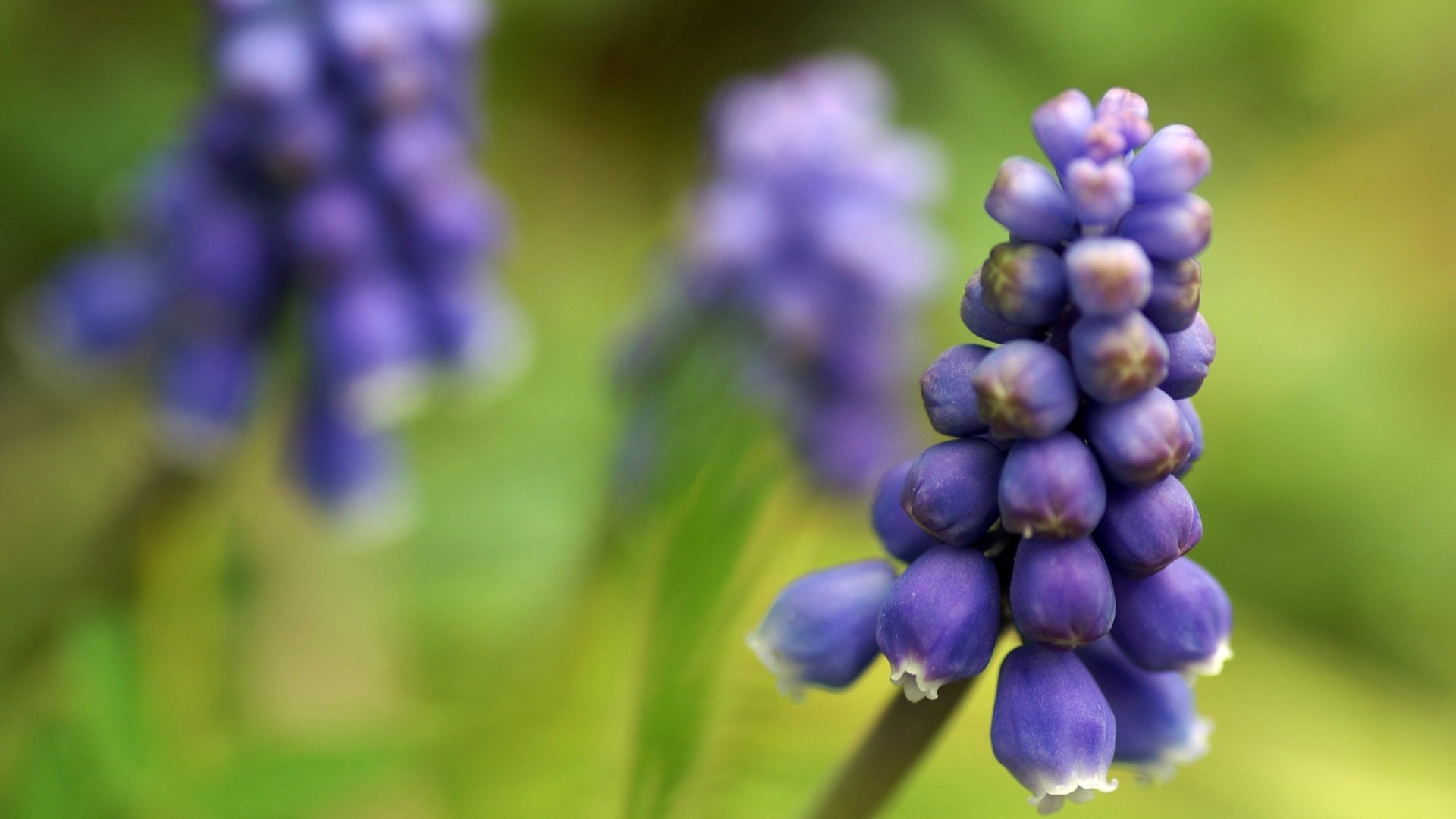 Free photo Muscari Armenian