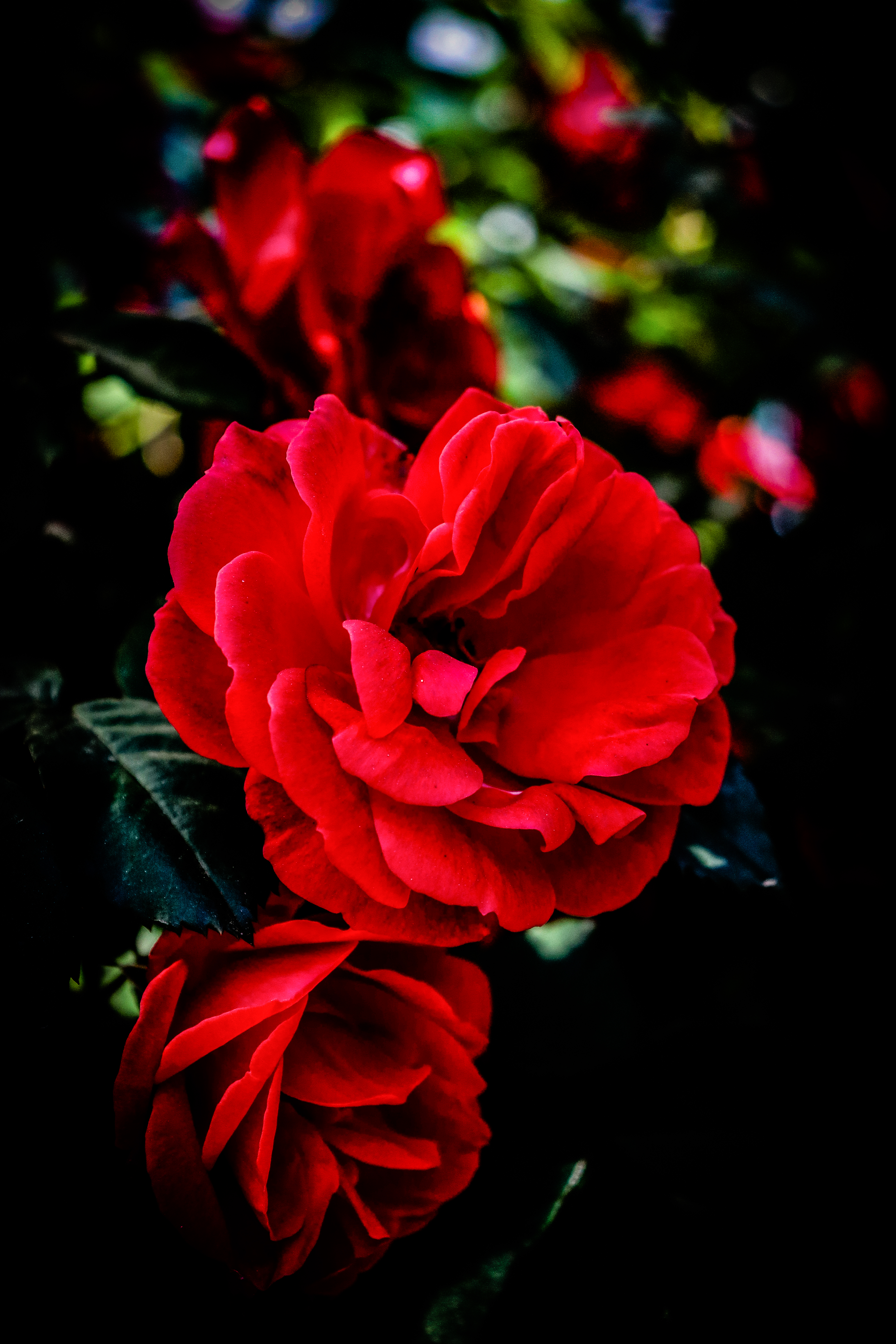 盛开的红玫瑰