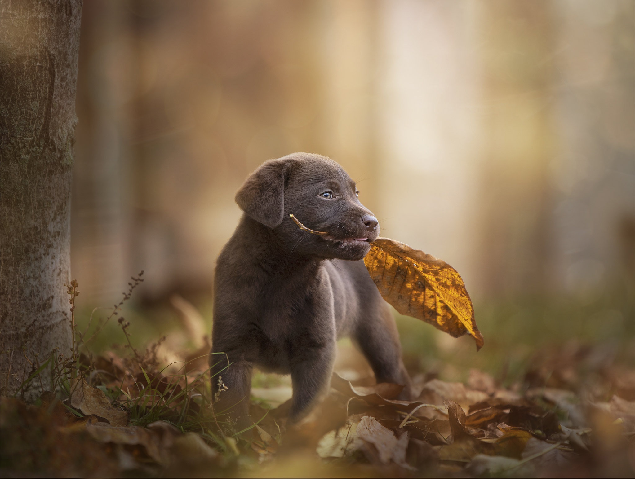 猎犬小狗与叶子