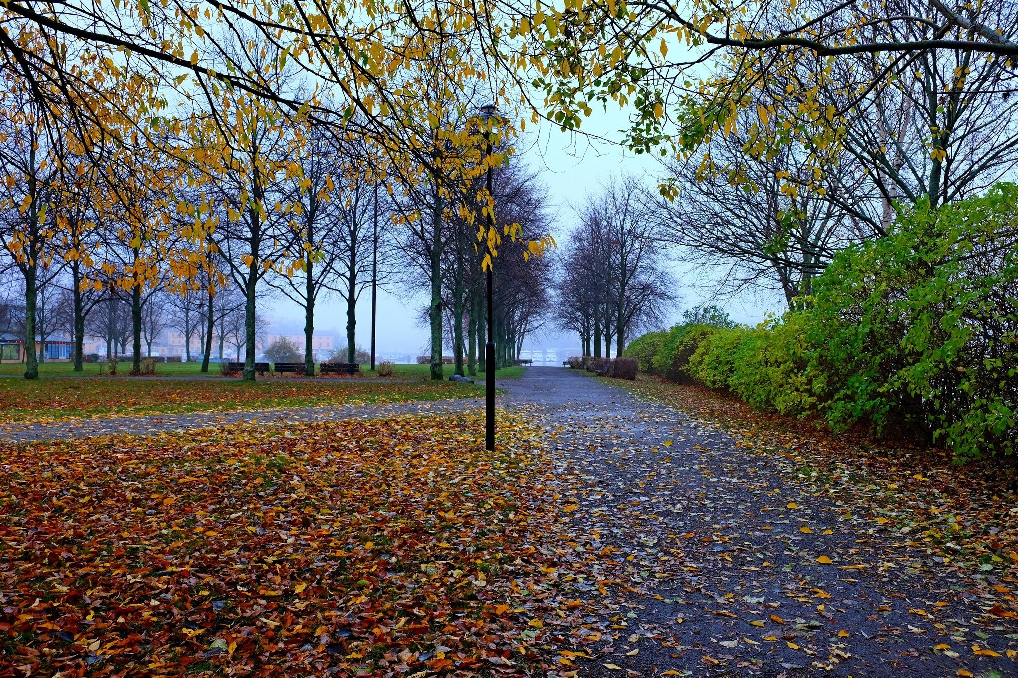 Free photo Fallen leaves in an autumn park