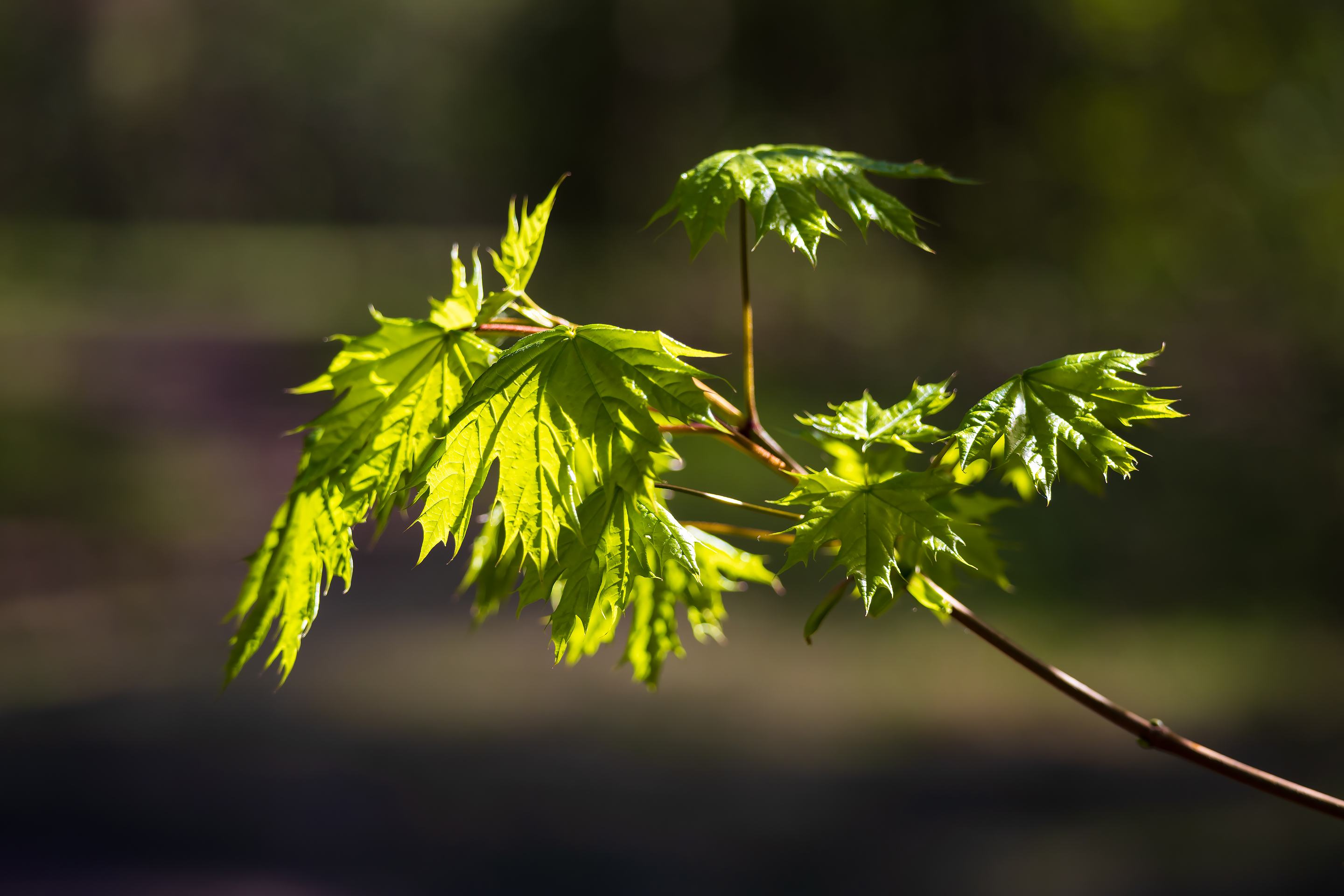 Ветка клёна остролистного