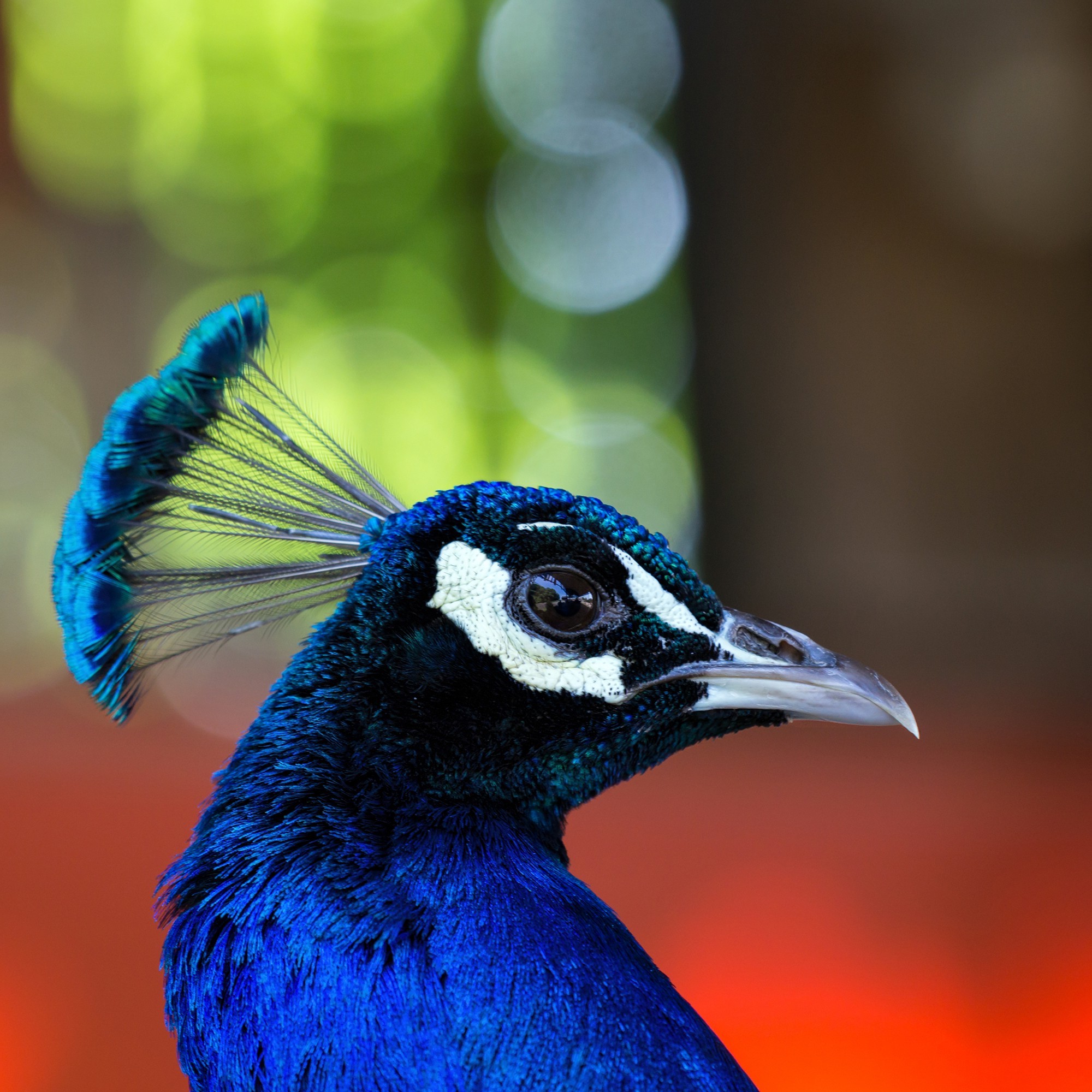 Wallpapers face colorful birds on the desktop
