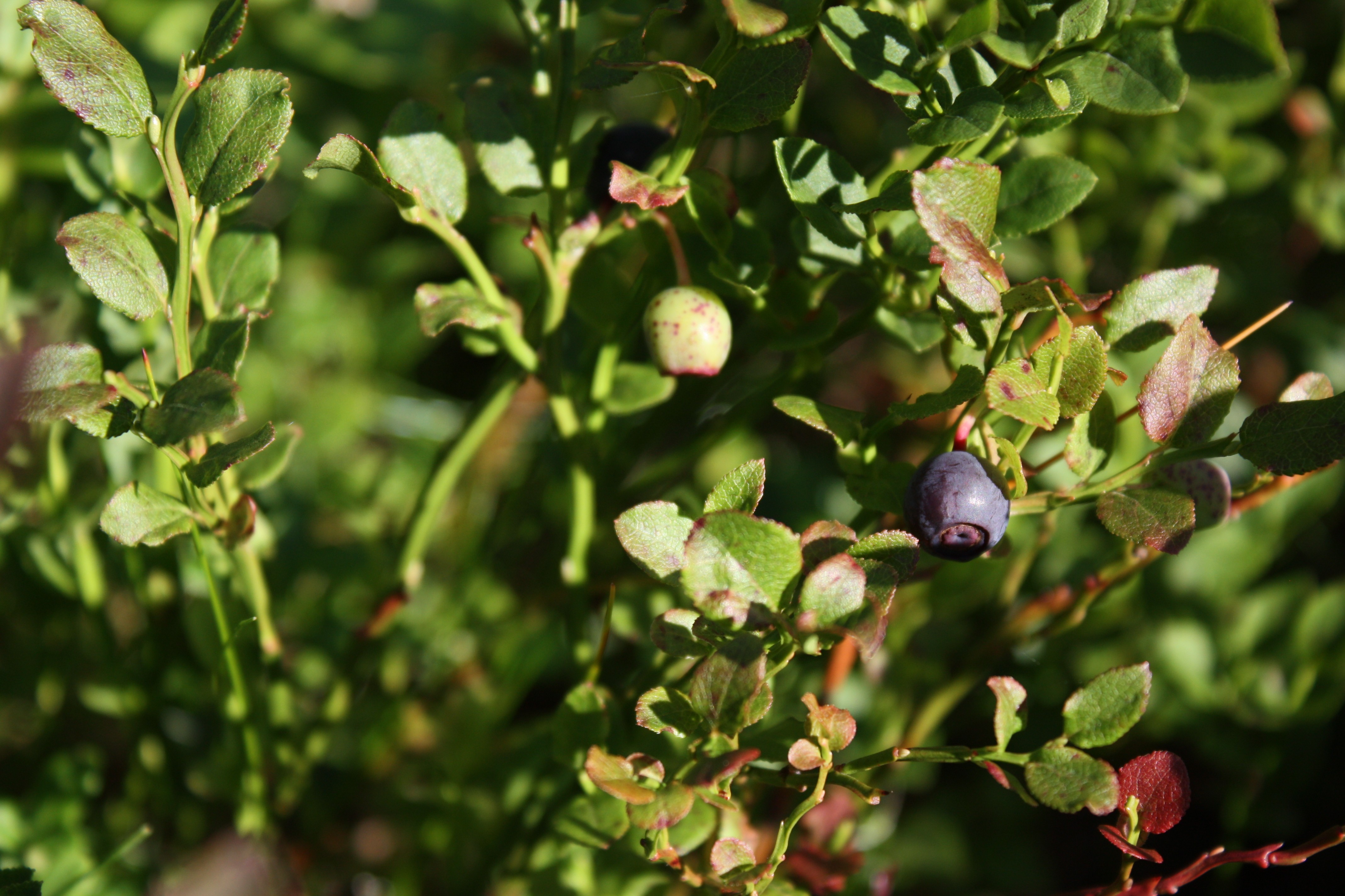 Бесплатное фото Спелая феолетовая черника