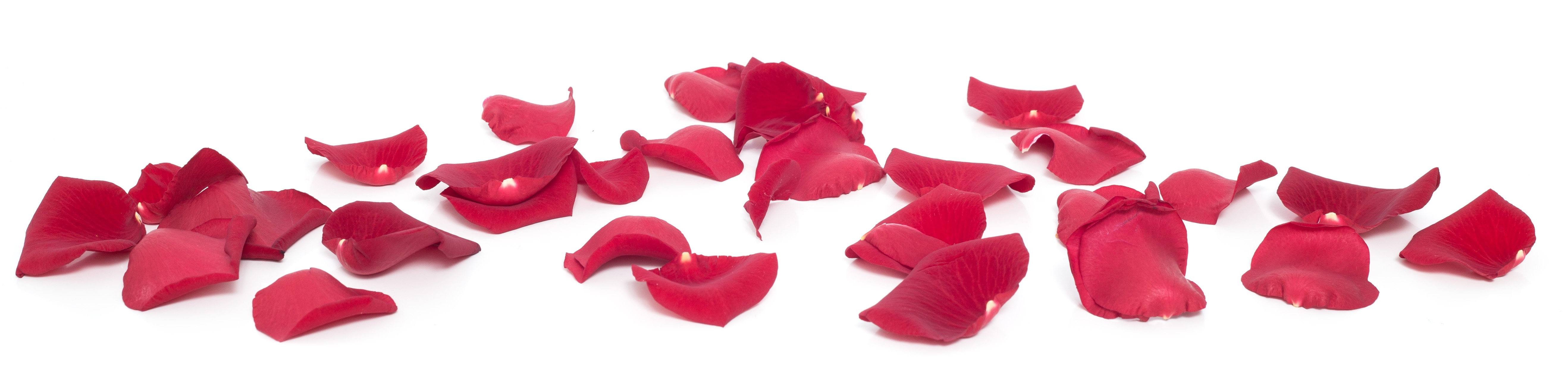 Красные лепестки роз