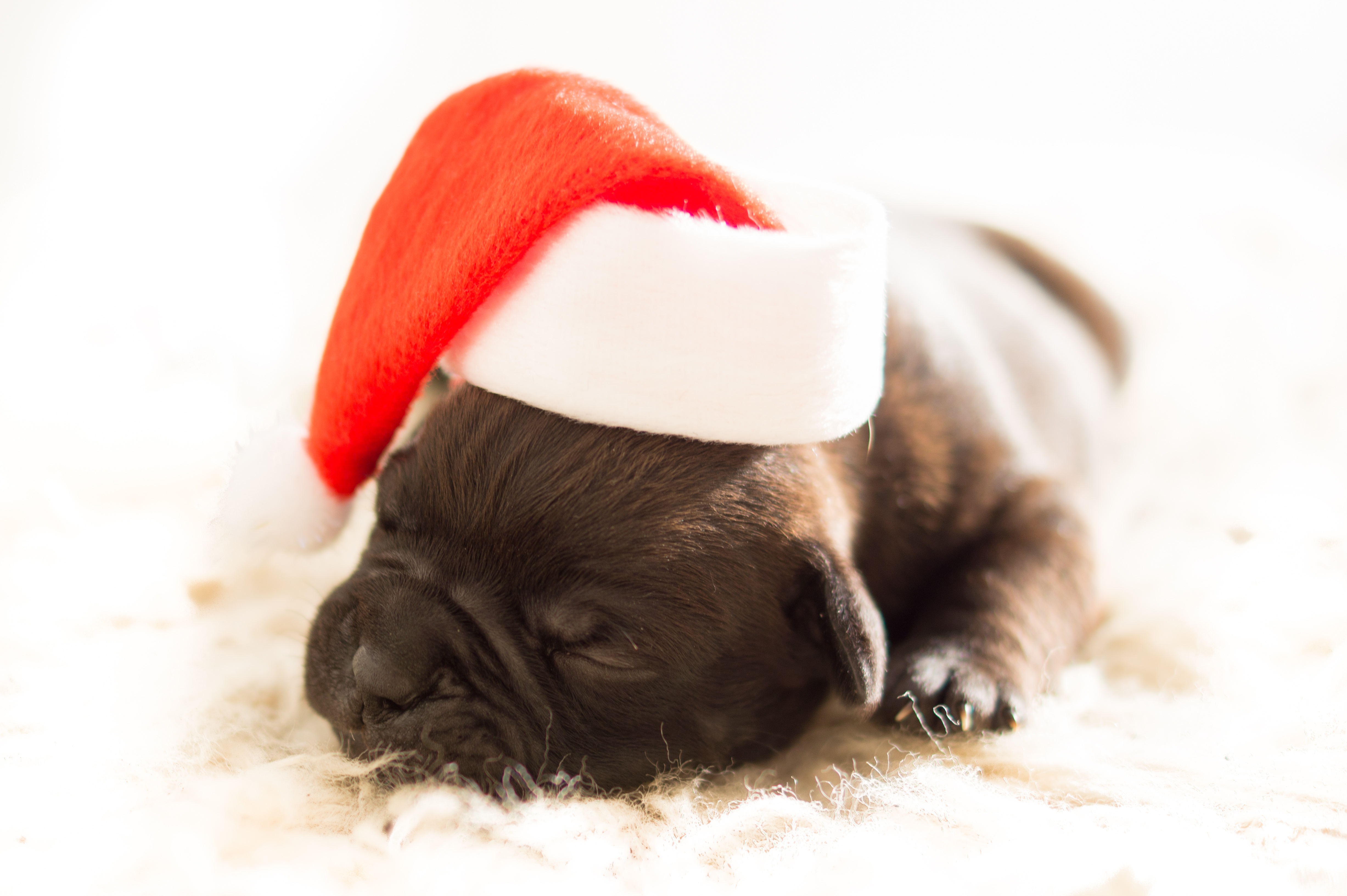 Free photo A bulldog in a New Year`s hat.