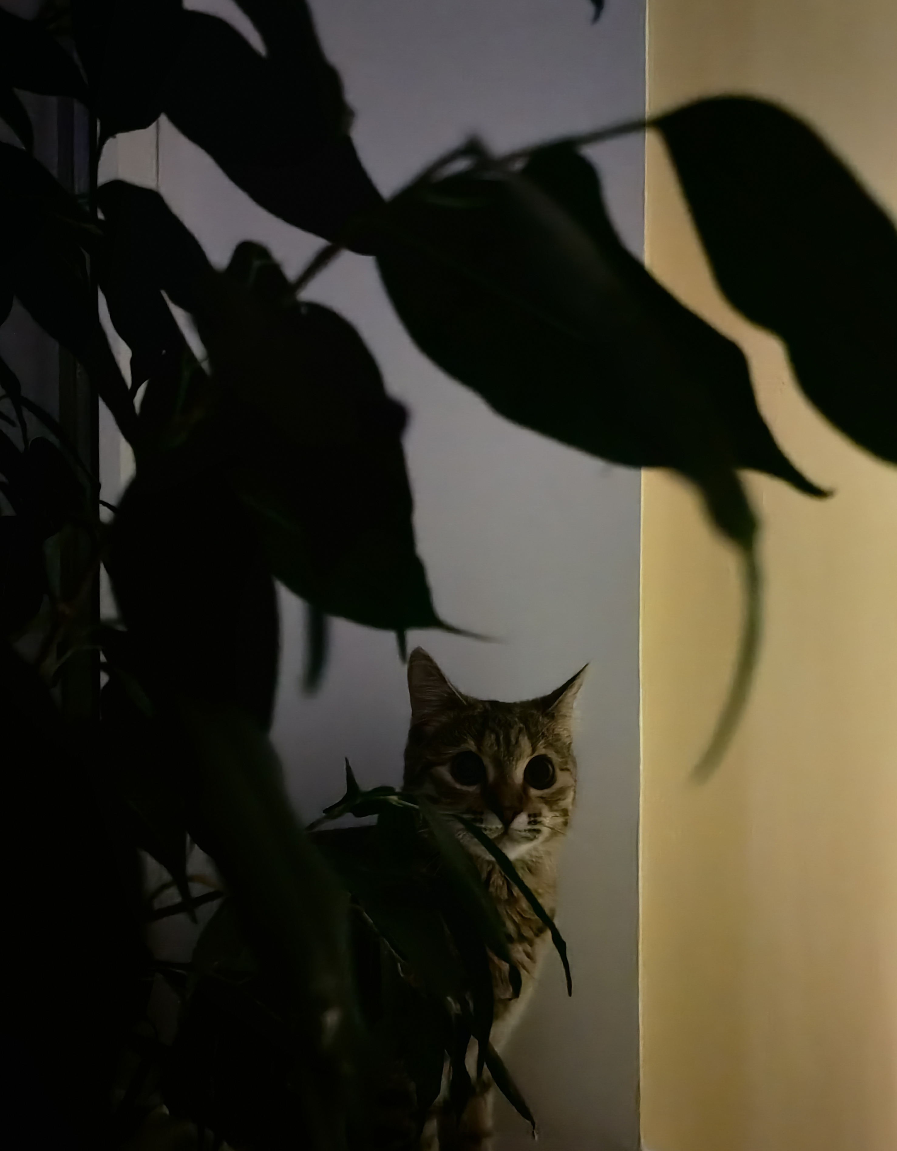 Домашние питомцы